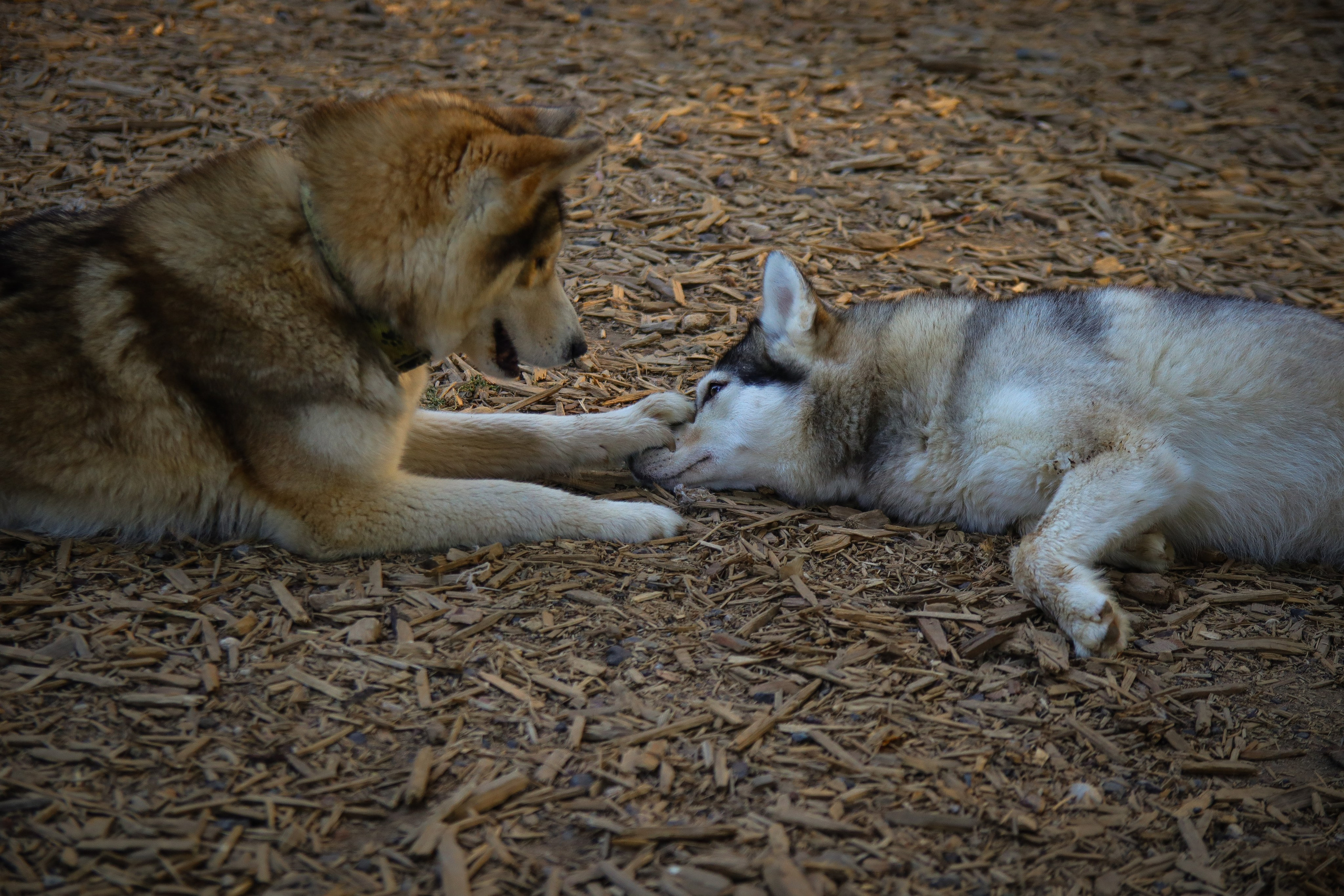 Животные и птицы. Фотограф и видеограф Лашманов Павел