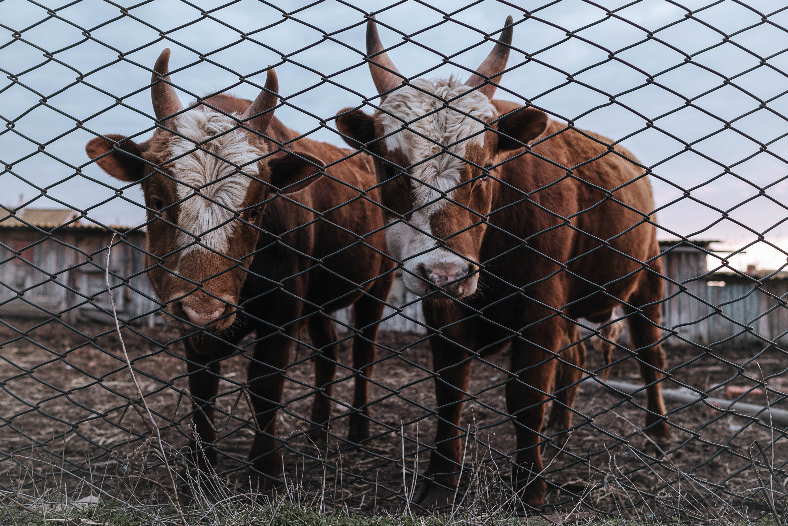 Животные. Фотограф Карина Шарова Москва