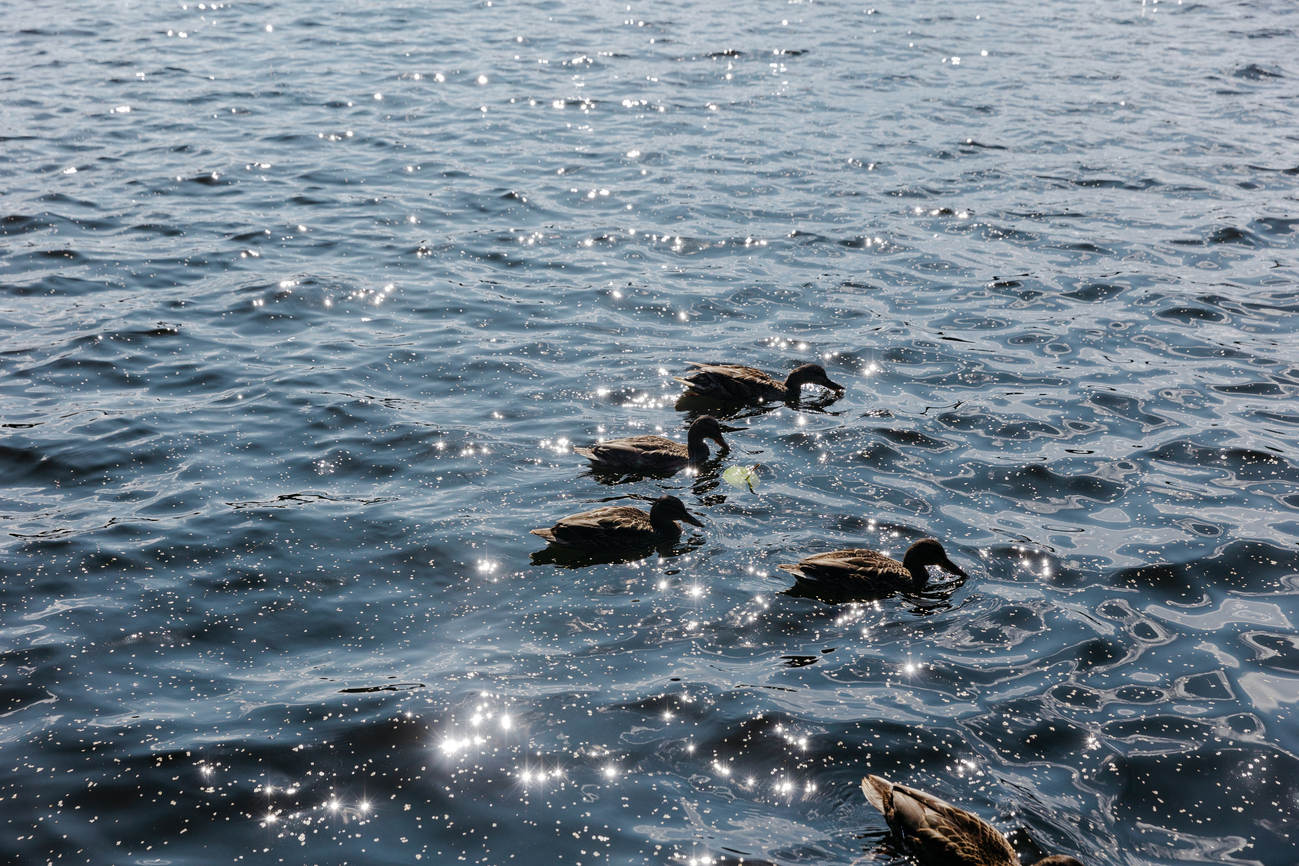 Построю свой лунапарк. Свадебный фотограф в Санкт-Петербурге