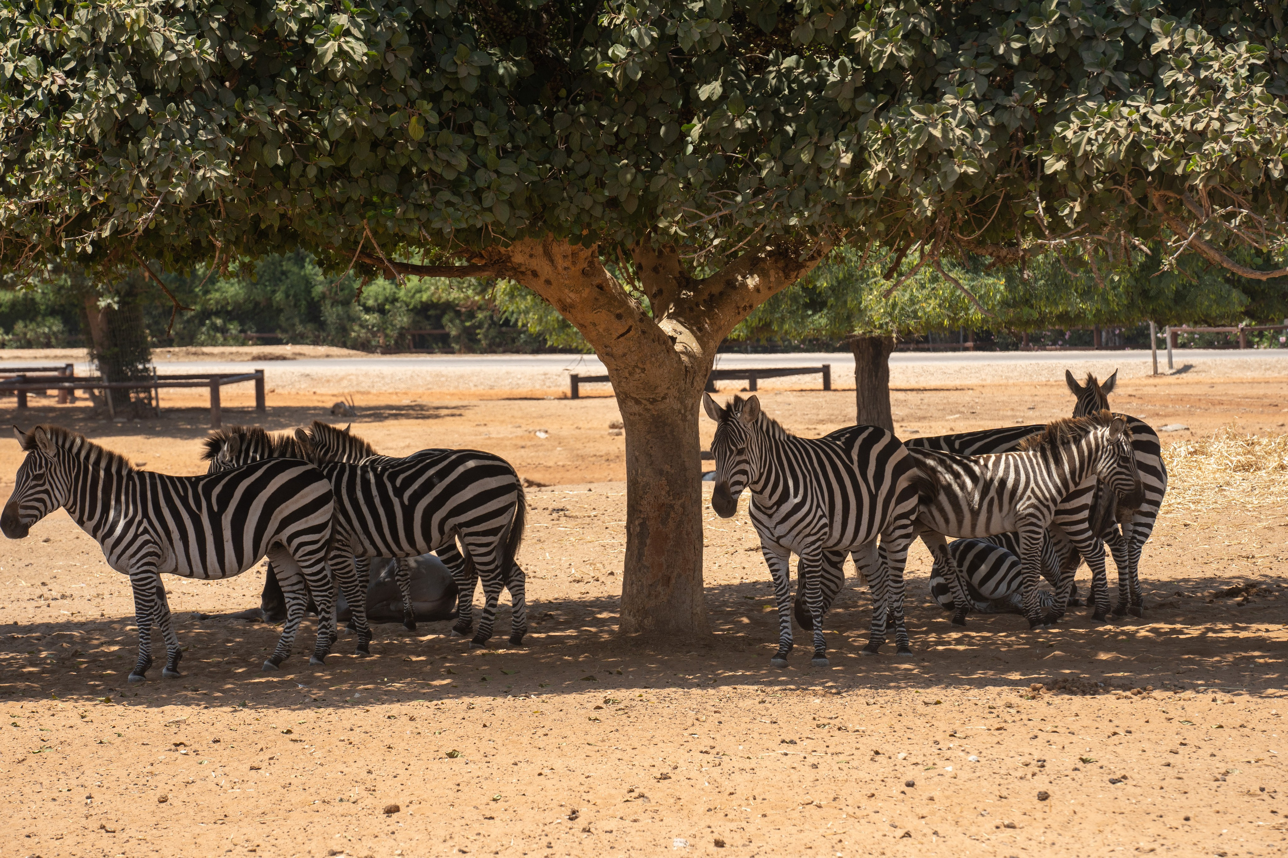 RAMAT GAN NATIONAL PARK. Семейный и travel-фотограф из Израиля
