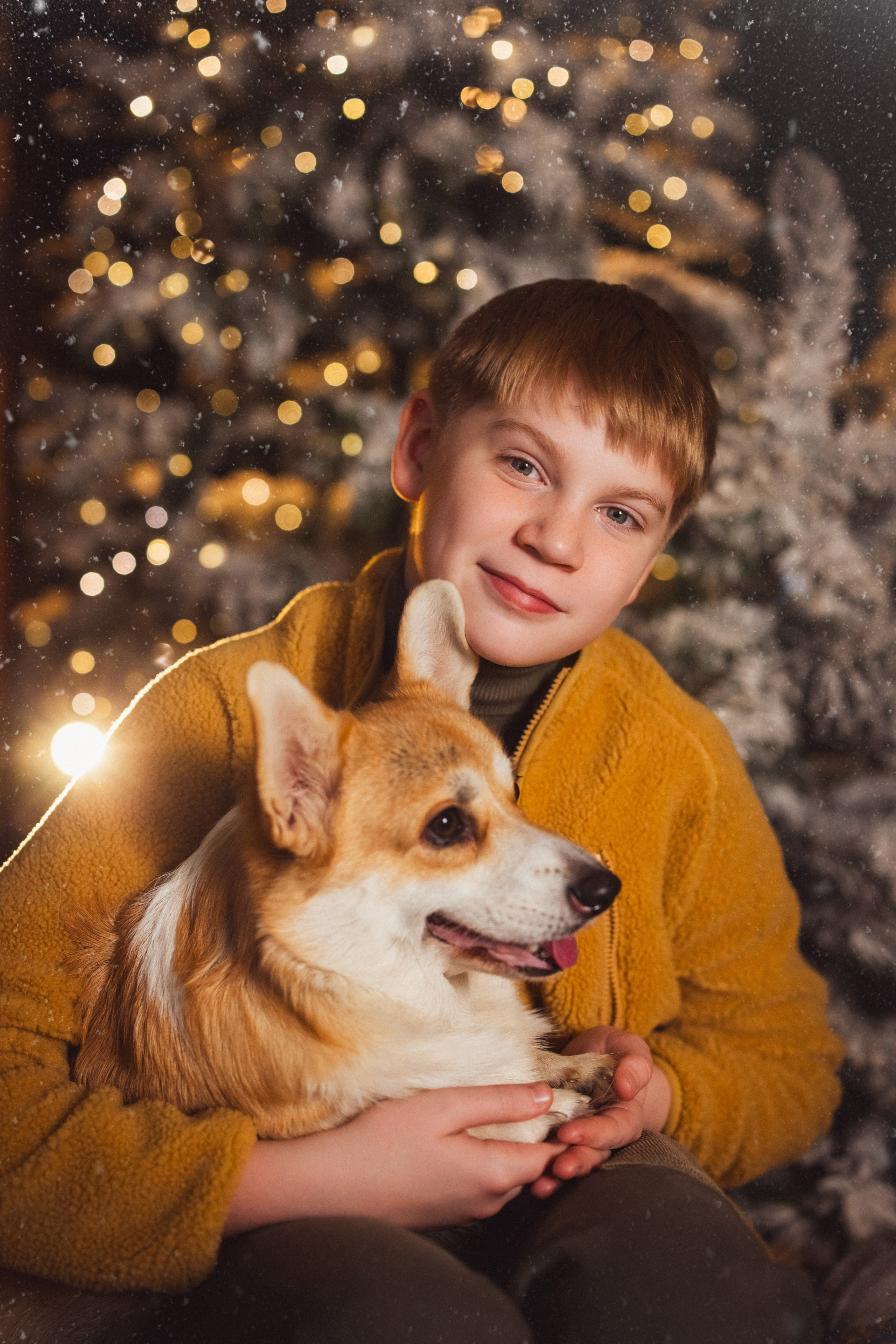 Фотосессия с собачками Корги в зимних декорациях фотостудии «Майя», город Краснодар. Семейный и детский фотограф в Краснодаре Анна Трашкова