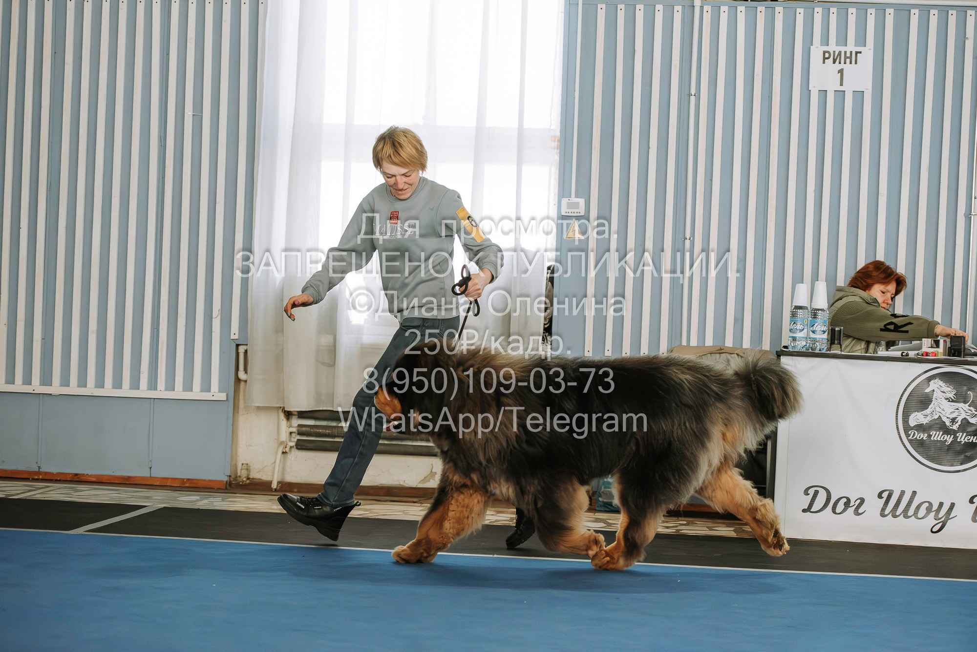 Выставка собак Красноярск 29.10.2023. Фотограф Диана Оленина Красноярск / Братск