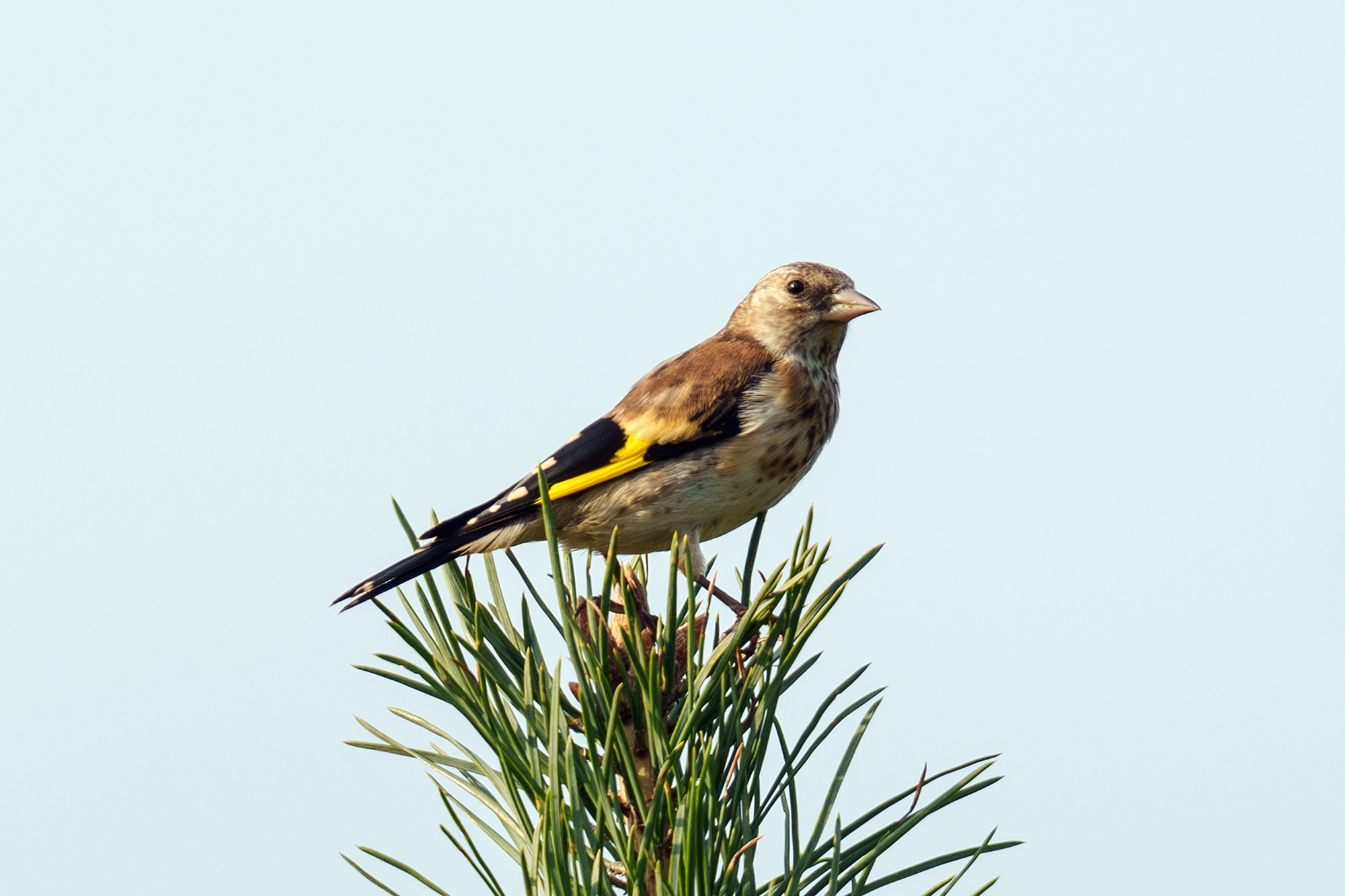 Удивительные мир птиц. Вокруг нас столько прекрасного — присмотритесь!. Ваш личный фотограф Марина Волкова