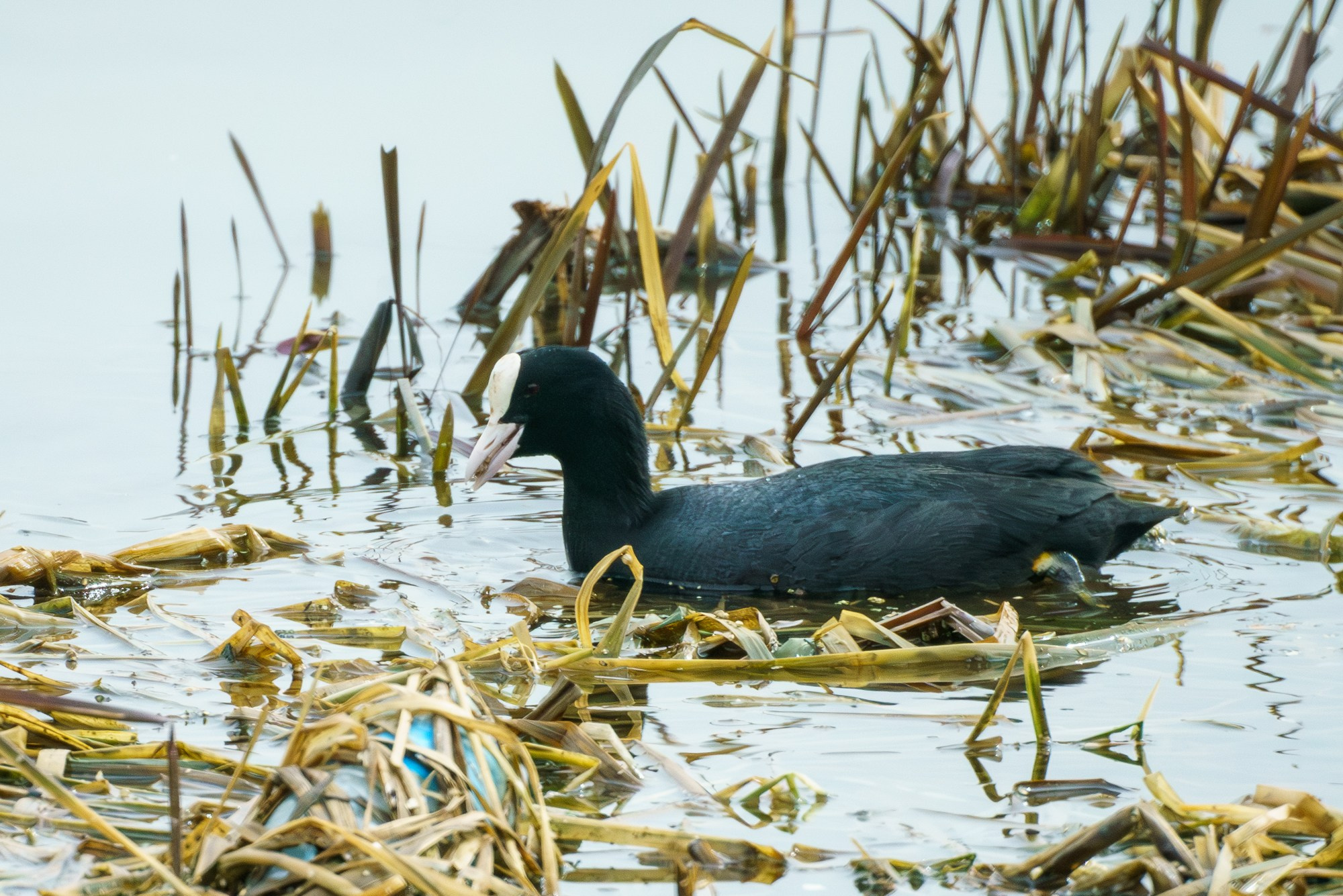 Удивительные мир птиц. Вокруг нас столько прекрасного — присмотритесь!. Ваш личный фотограф Марина Волкова