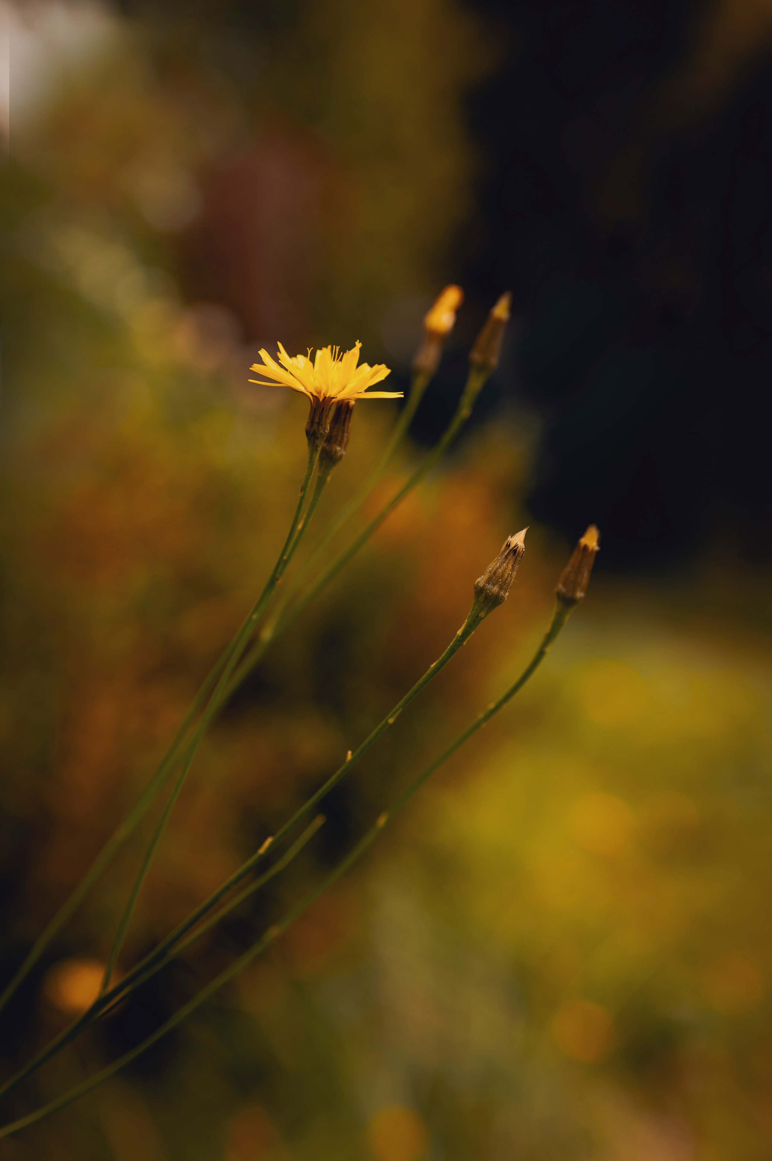 Осень во всей красе. Анна Боровикова, фотограф Пушкино