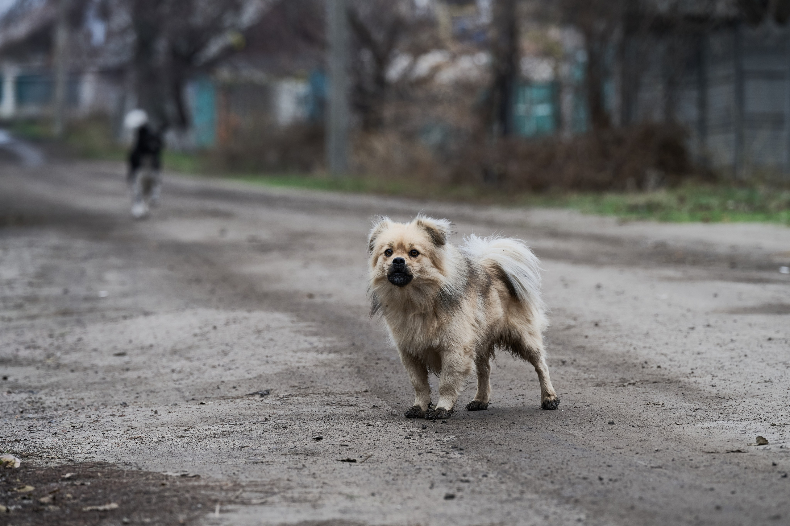 Краснореченское. Луганская область. Фотопроект «Территории»