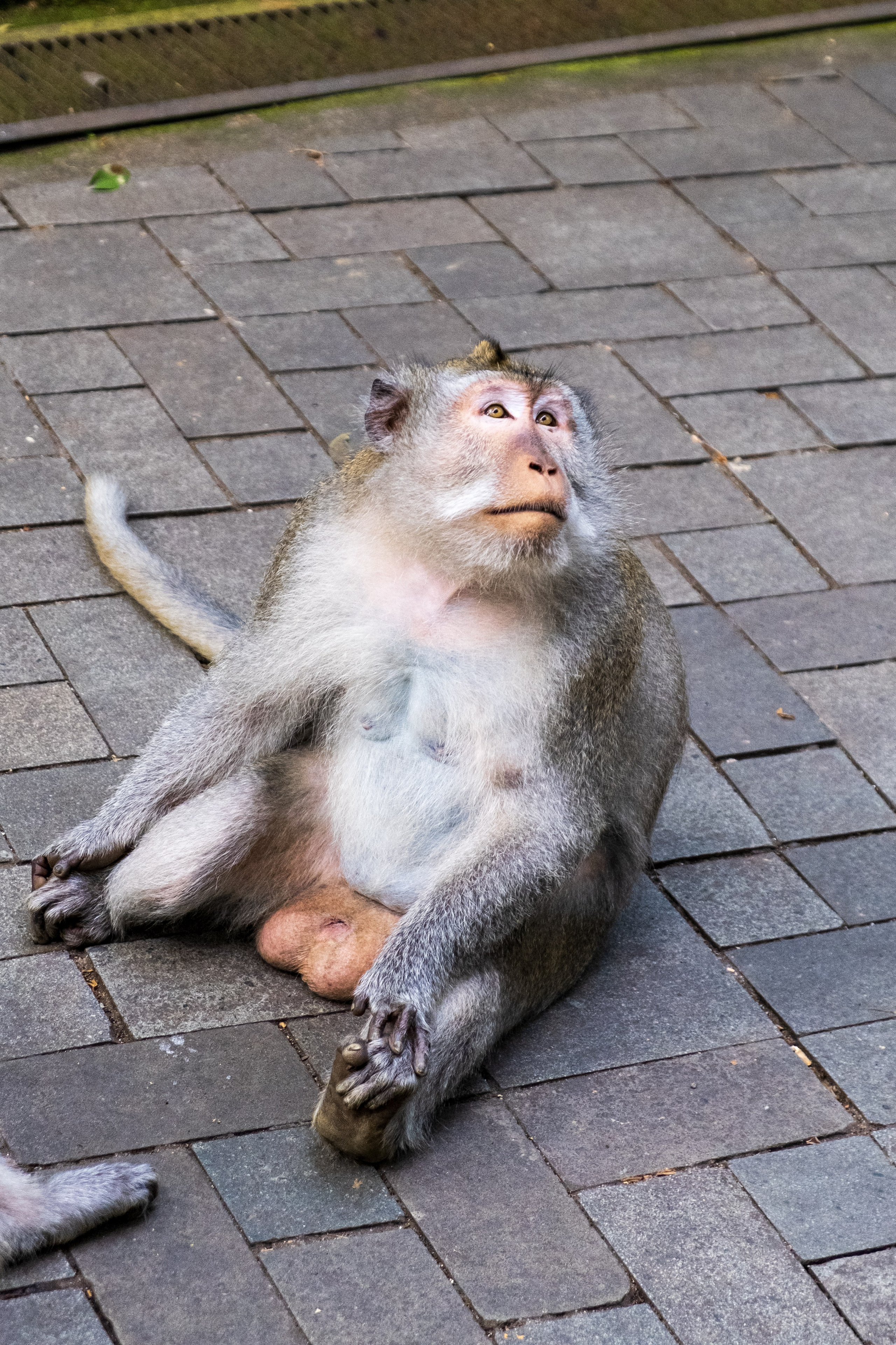 Остров Бали г. Убуд. Фотографии из путешествий