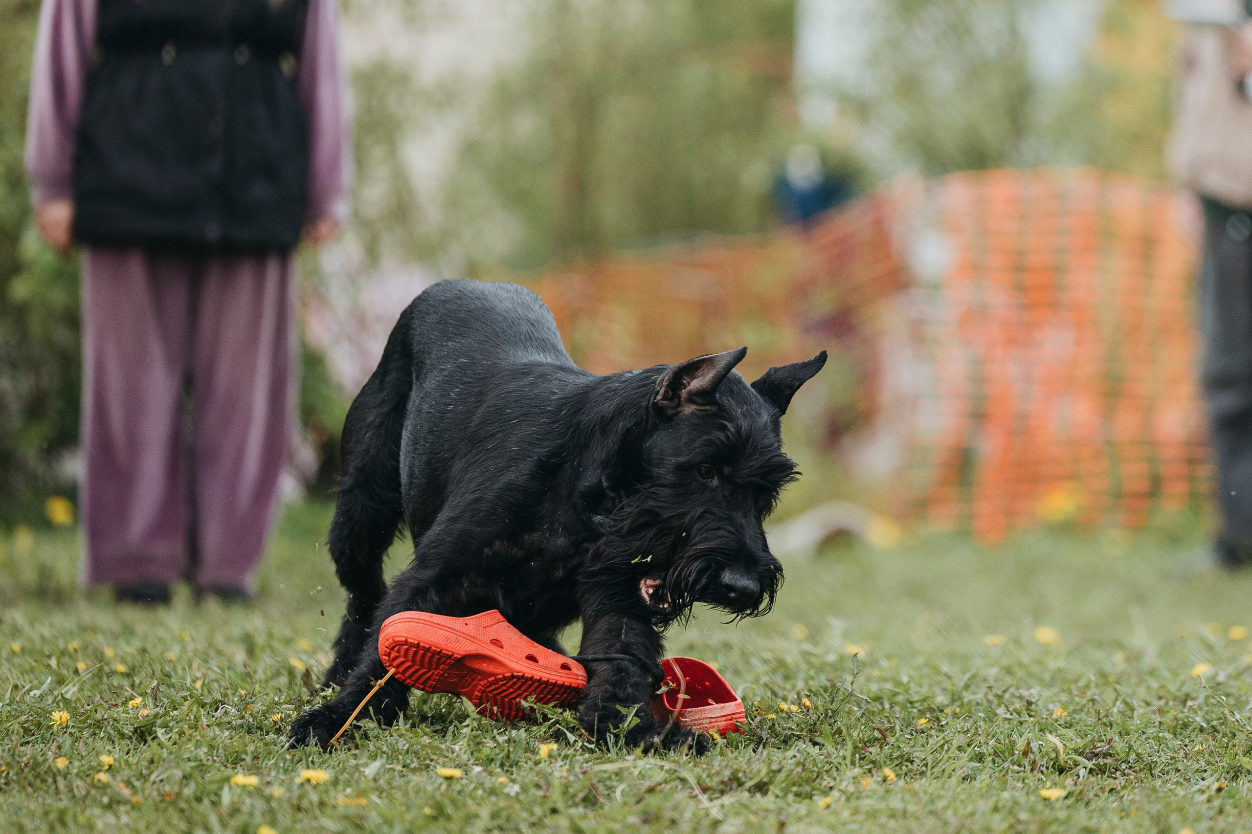 26.05.25 г. Пушкин квалификационные соревнования. Фотограф-анималист Анна Маринич