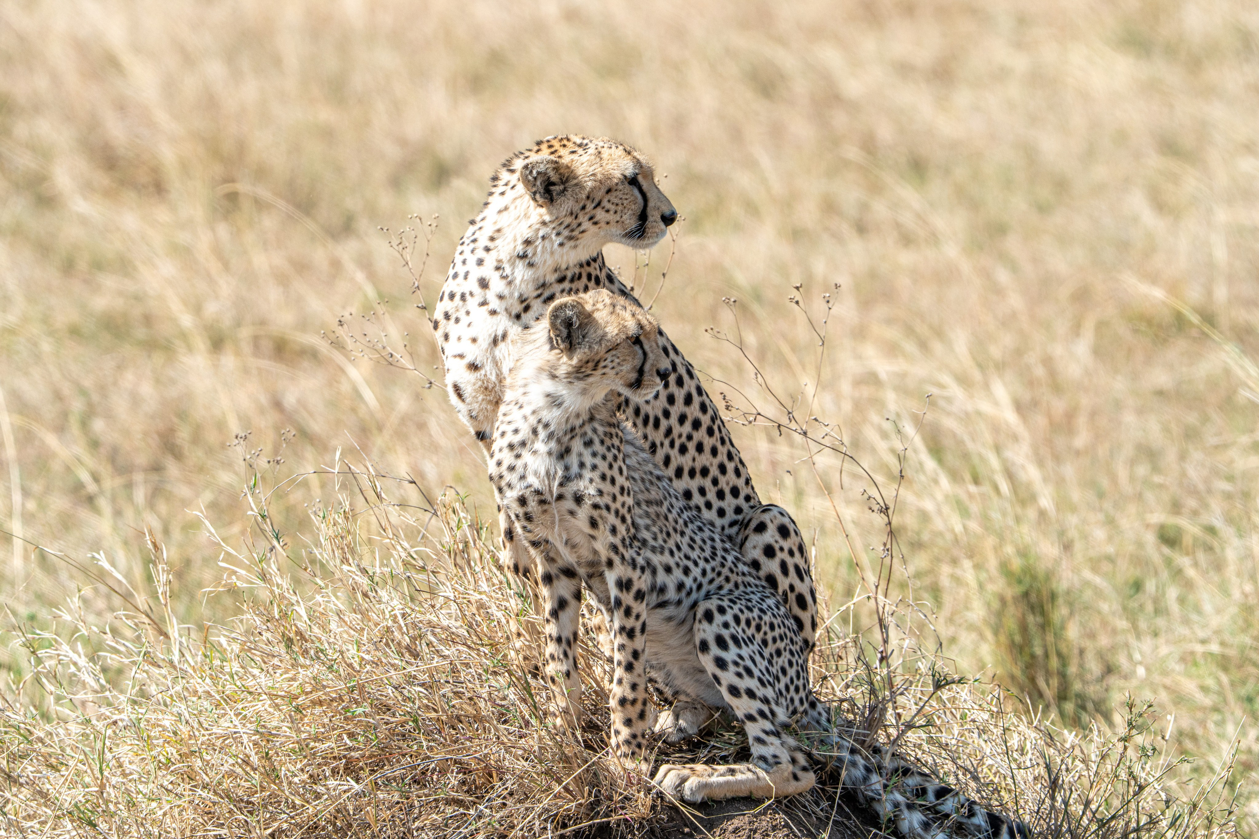 Танзания, сафари, 2025. Творческие сьемки