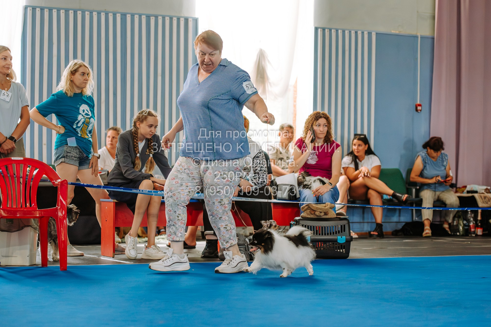 Национальная выставка собак всех пород ранга САС-IKU «Кубок Красноярск. Фотограф Диана Оленина Красноярск / Братск