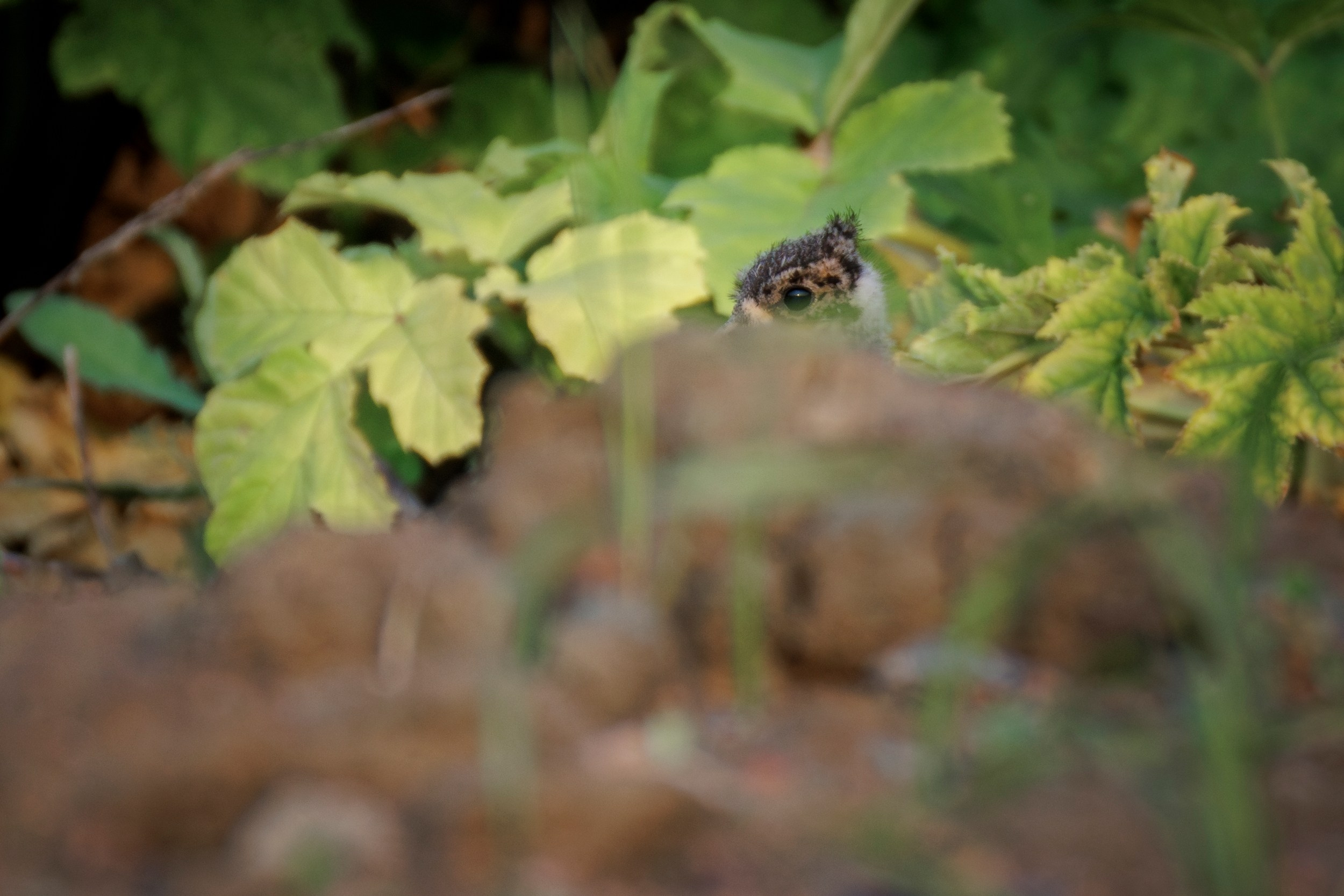 Птенцы чибиса. Фотограф дикой природы Роман Исаенков