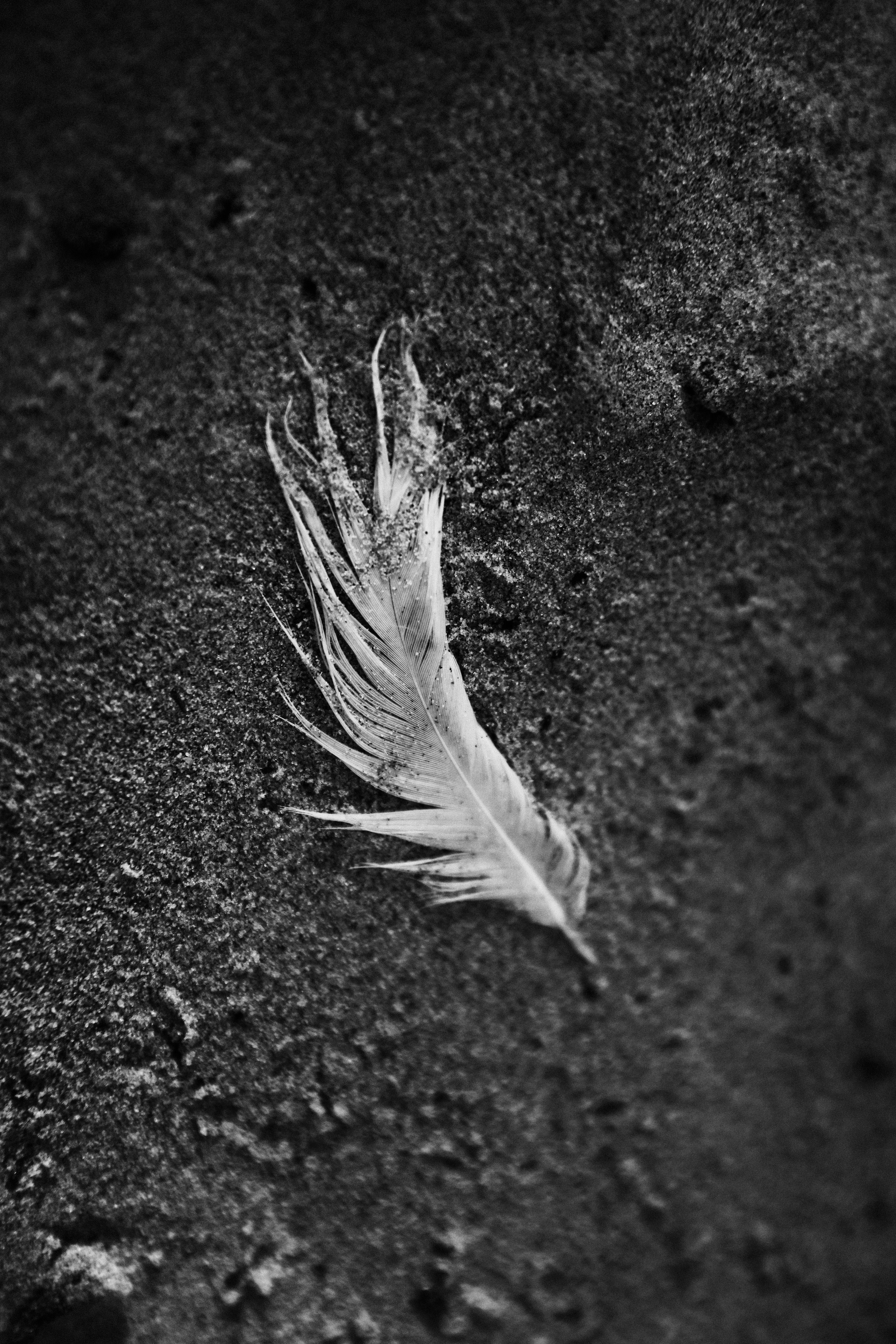 Море + ветер + чайки = Балтика. Фотограф Зеленоградск Красильникова Елена