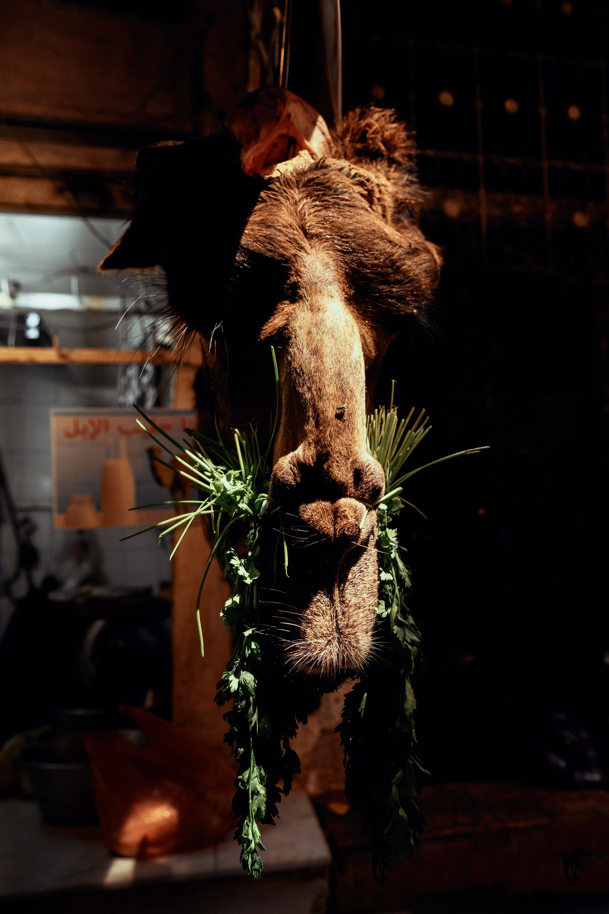 Северная Африка: Тунис, Марокко. Фотограф в Хабаровске. Фотография за 24 часа