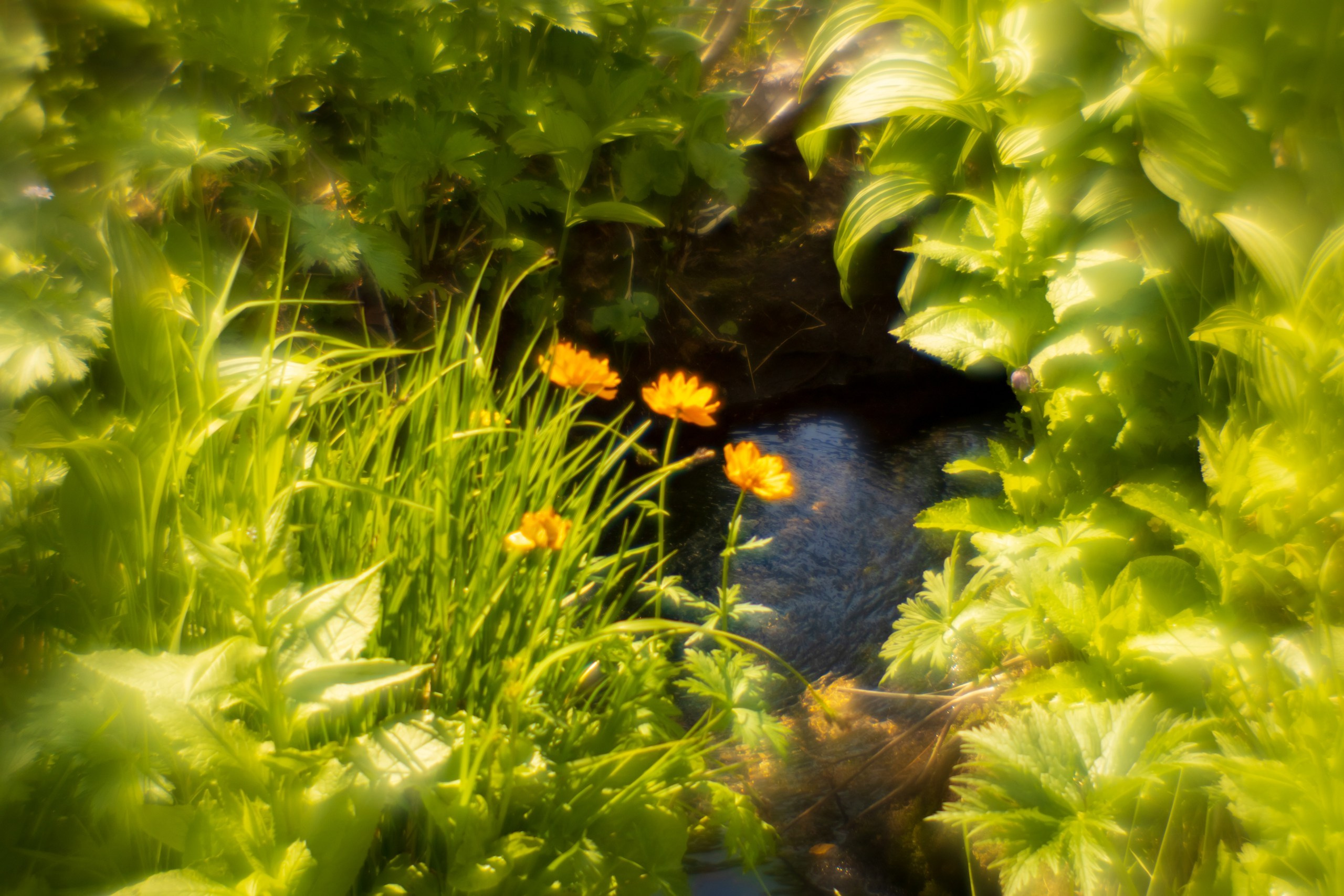 Ловец снов. Фотограф в Красноярске Оксана Корчагина