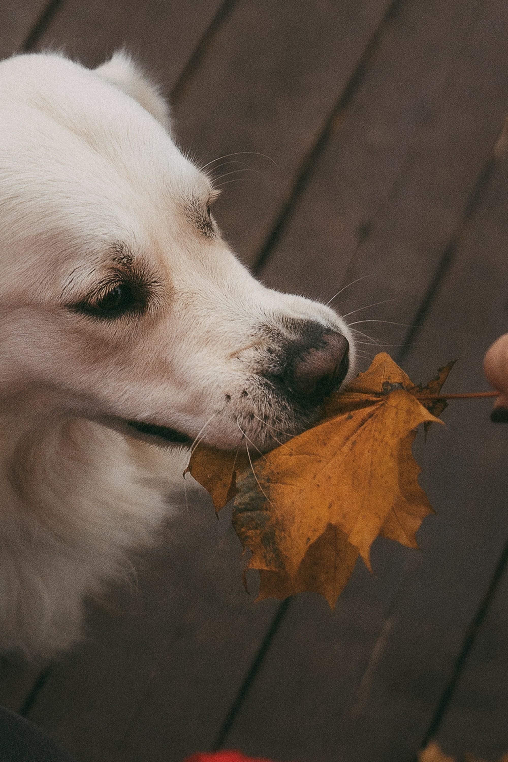 Лена и Мерлин. Фотограф анималист в Москве и Санкт-Петербурге Свиридова Анна