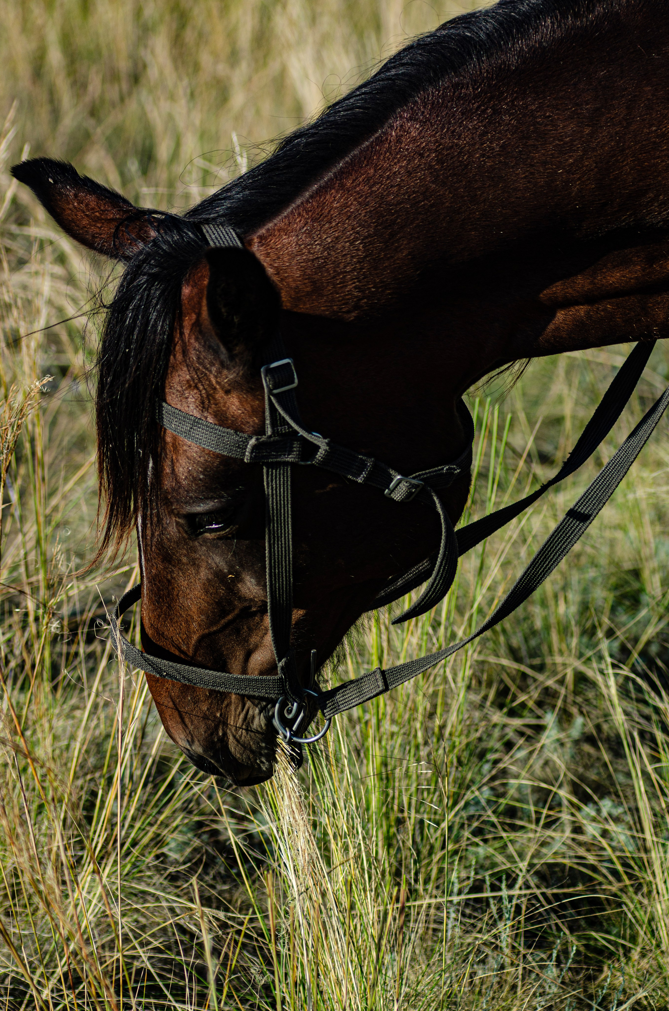 Птицы.Животные. Sreda fotoArt