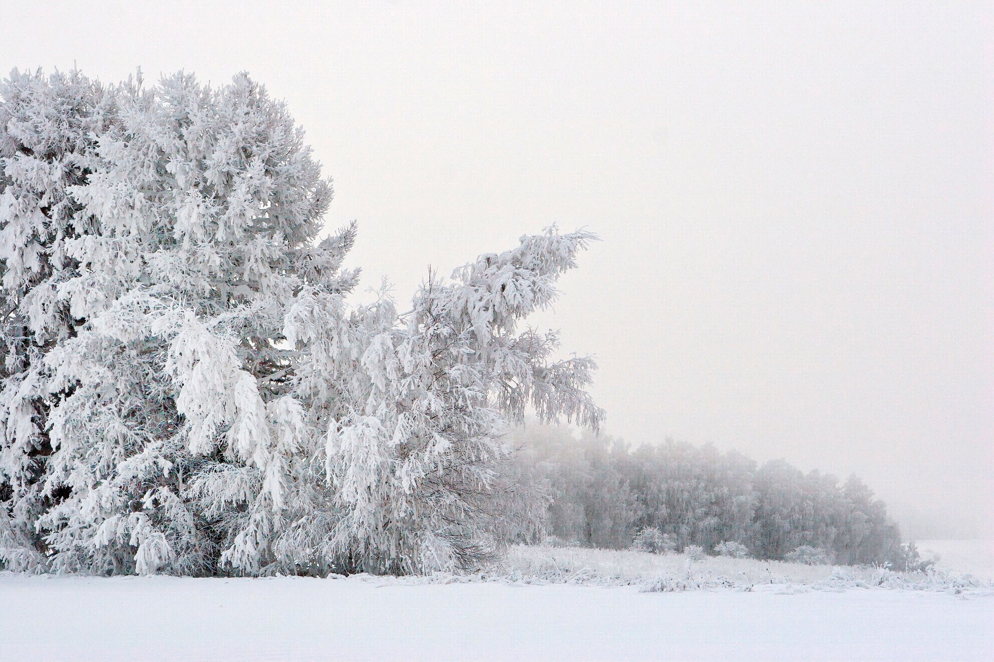 Свадебный фотограф в Геленджике