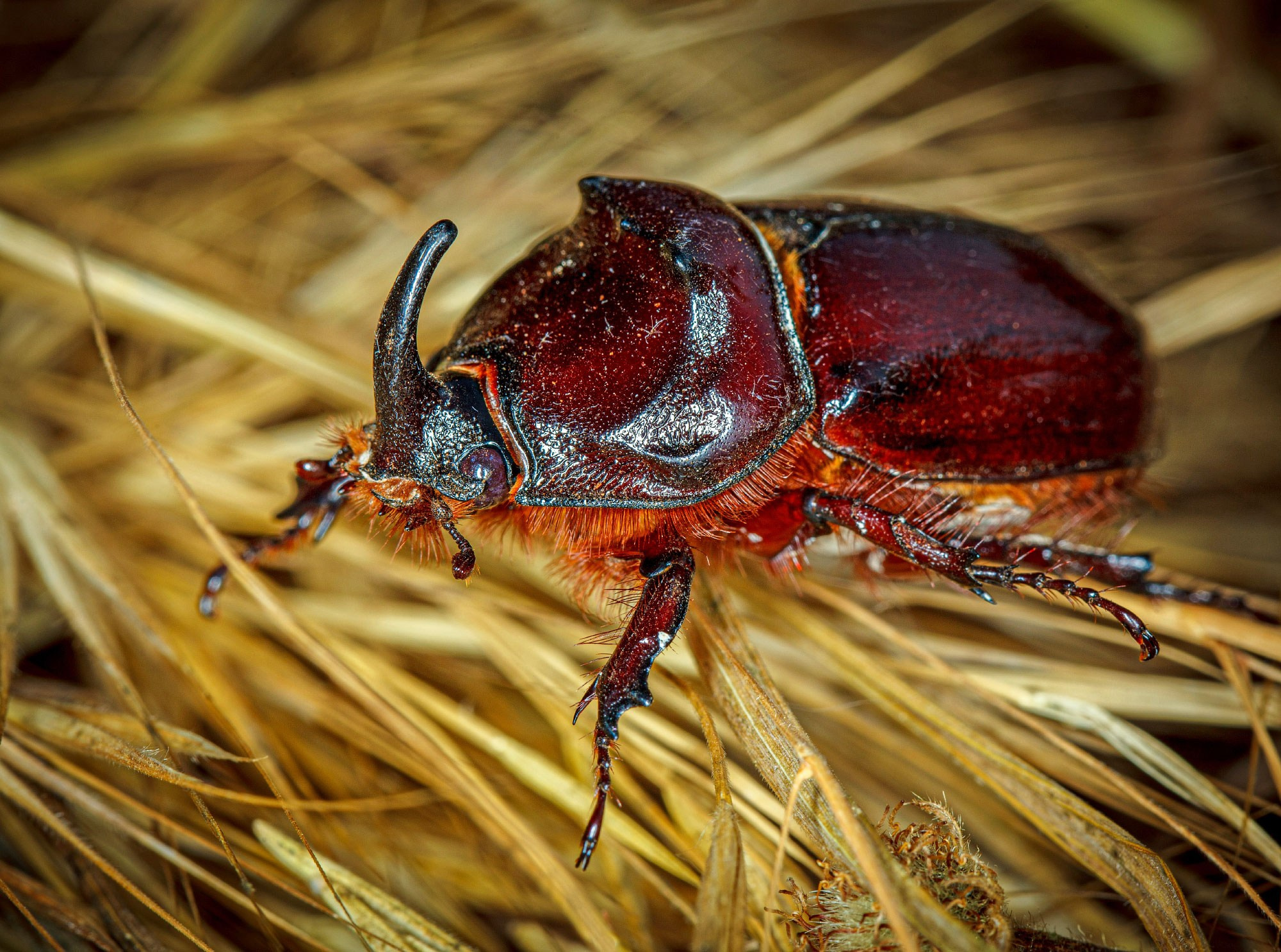 свадебный фотограф Геленджик