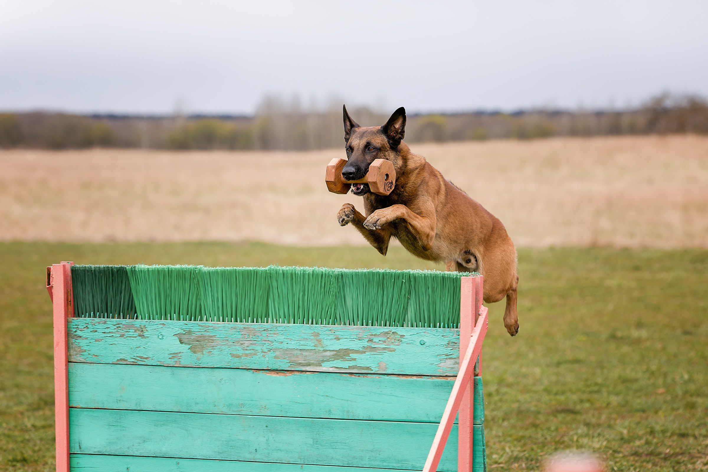 Чемпионат СЗФО по IGP 1 — 3. Irenephoto.ru