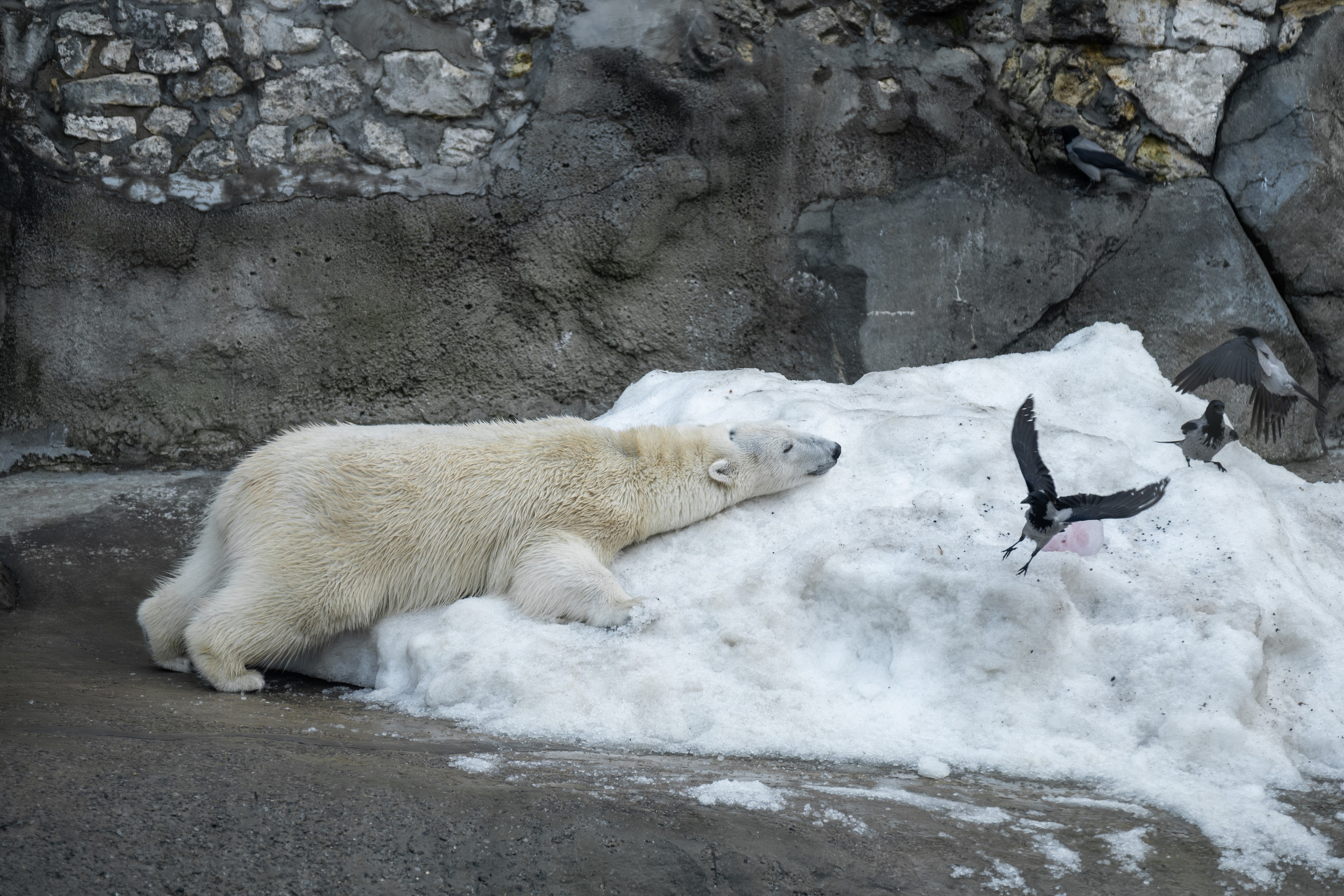Росомаха Крендель и белый медведь. Зоофотограф, фотограф животных в Москве и области Дина Дамоцева