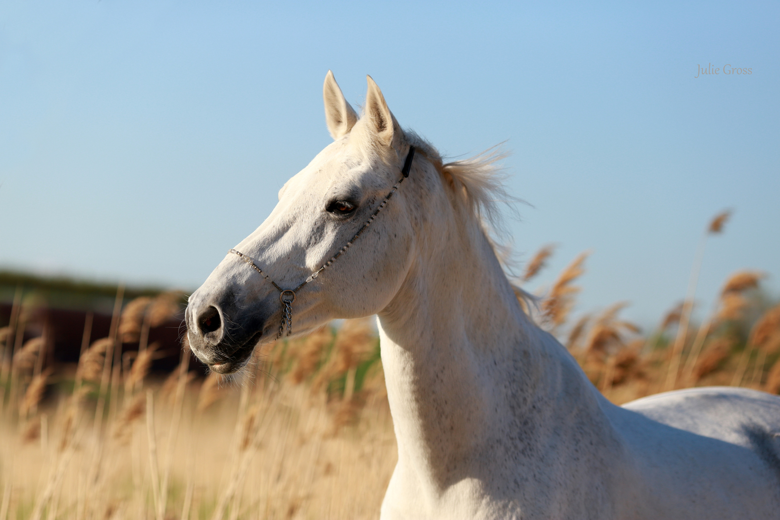 Индивидуальные фотосессии. Фотограф Юлия Гросс