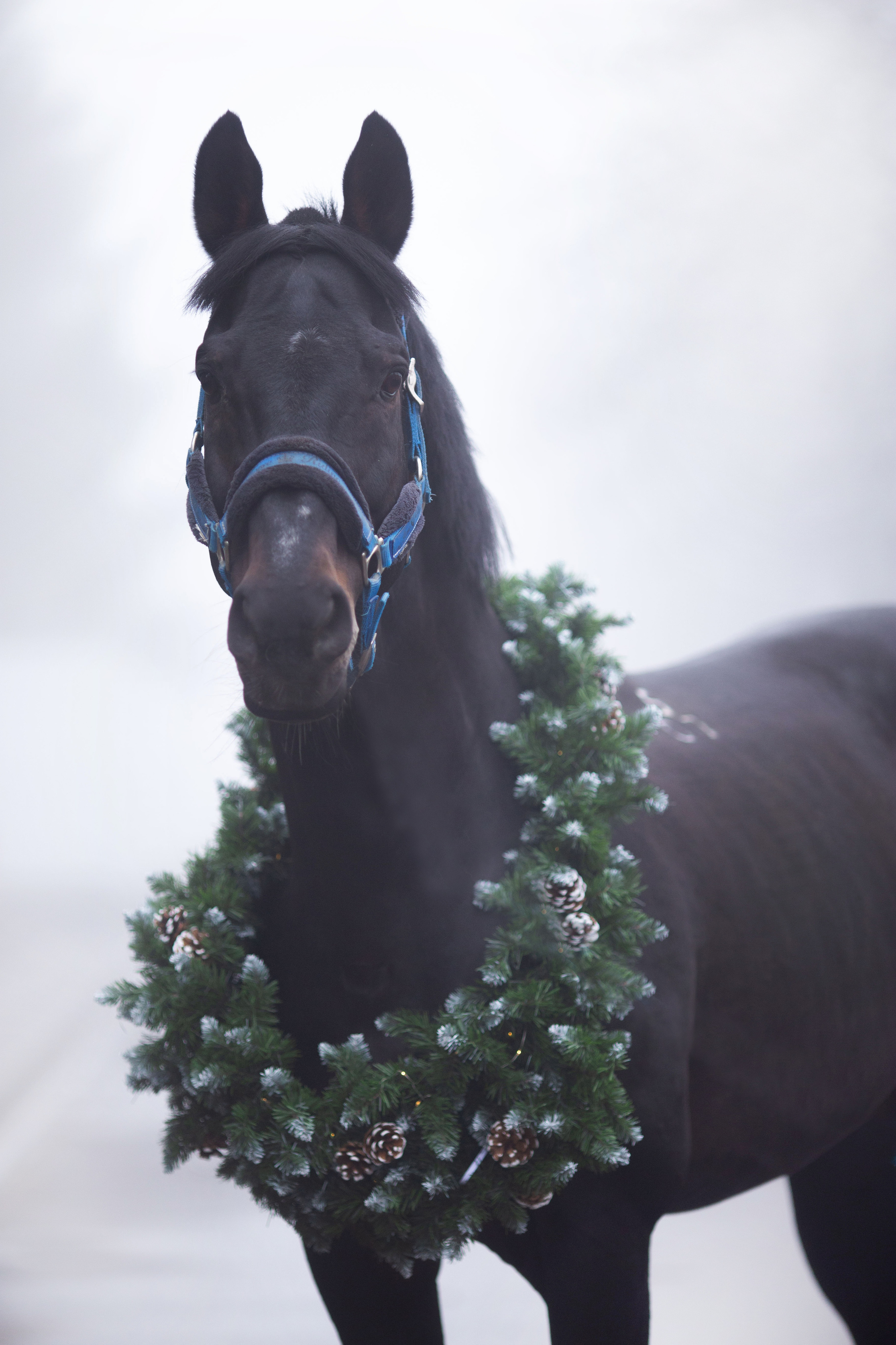 Новогоднее. Фотограф Юлия Гросс
