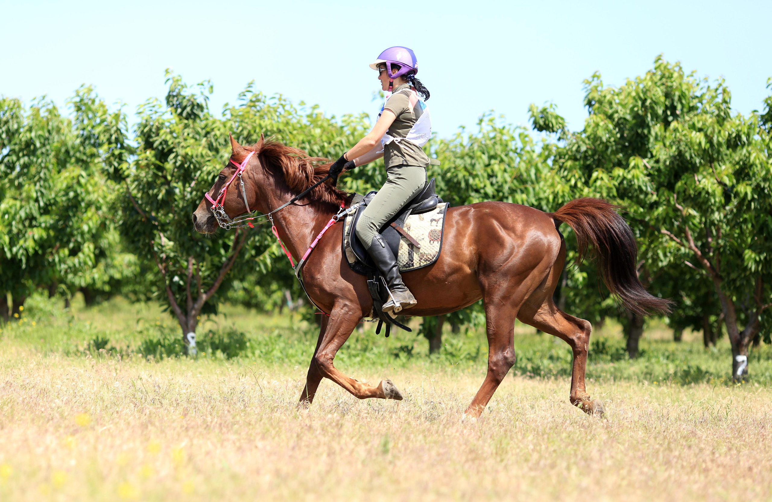 Конноспортивные соревнования. Фотограф Юлия Гросс