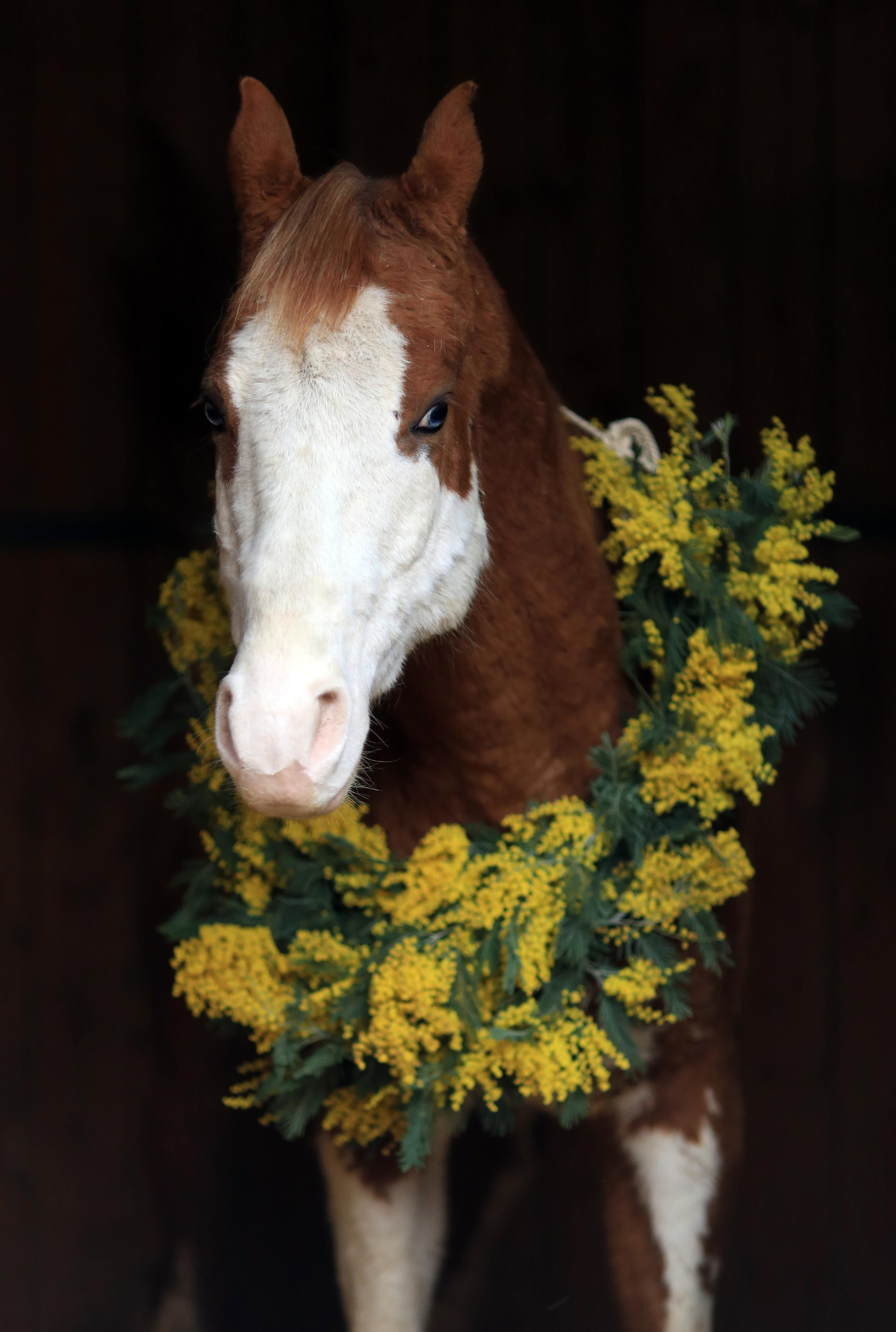 Мимоза. Фотограф Юлия Гросс