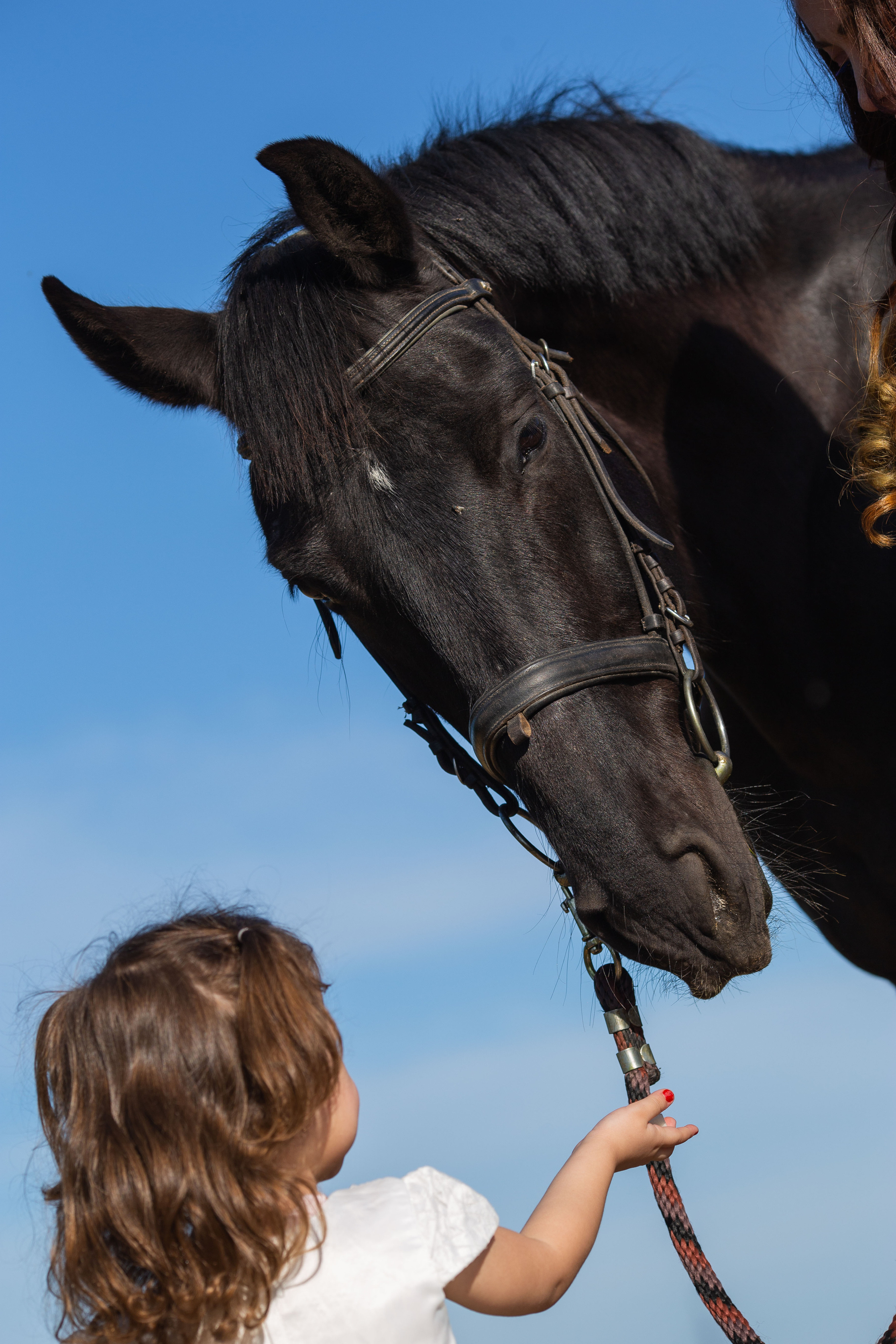 Фотосессия с лошадью ростов. Фотограф Юлия Гросс
