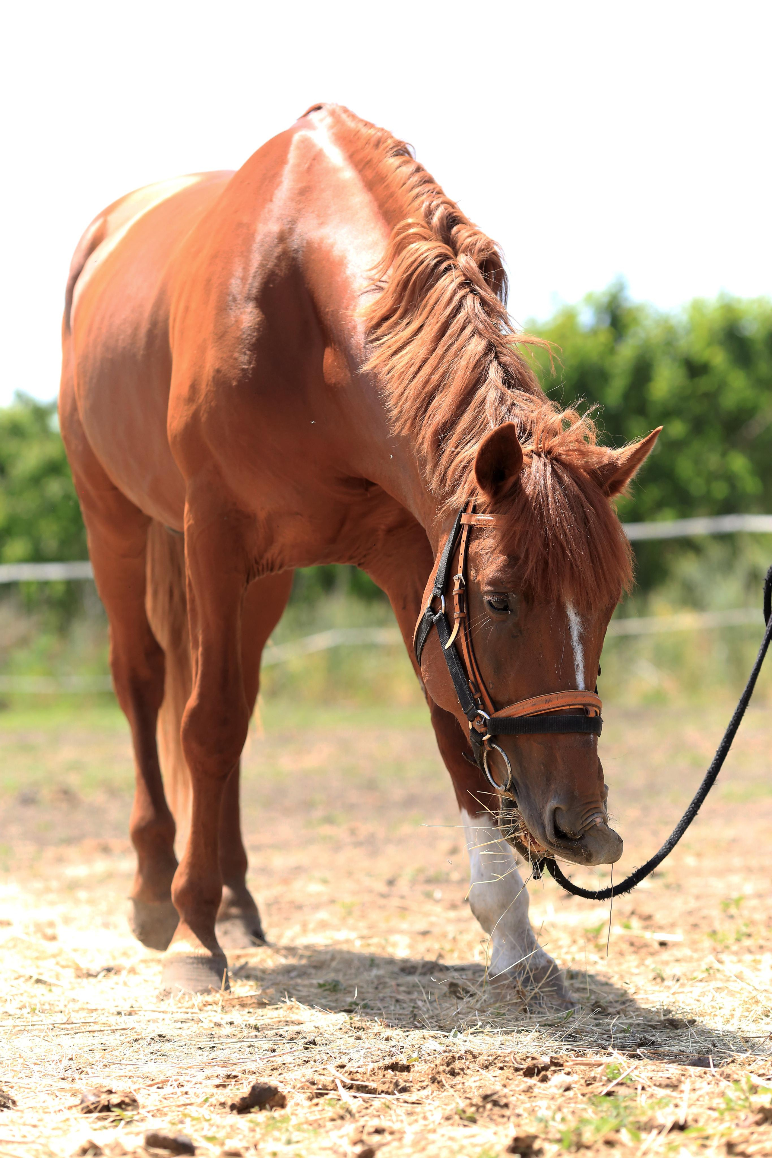 Конноспортивные соревнования. Фотограф Юлия Гросс