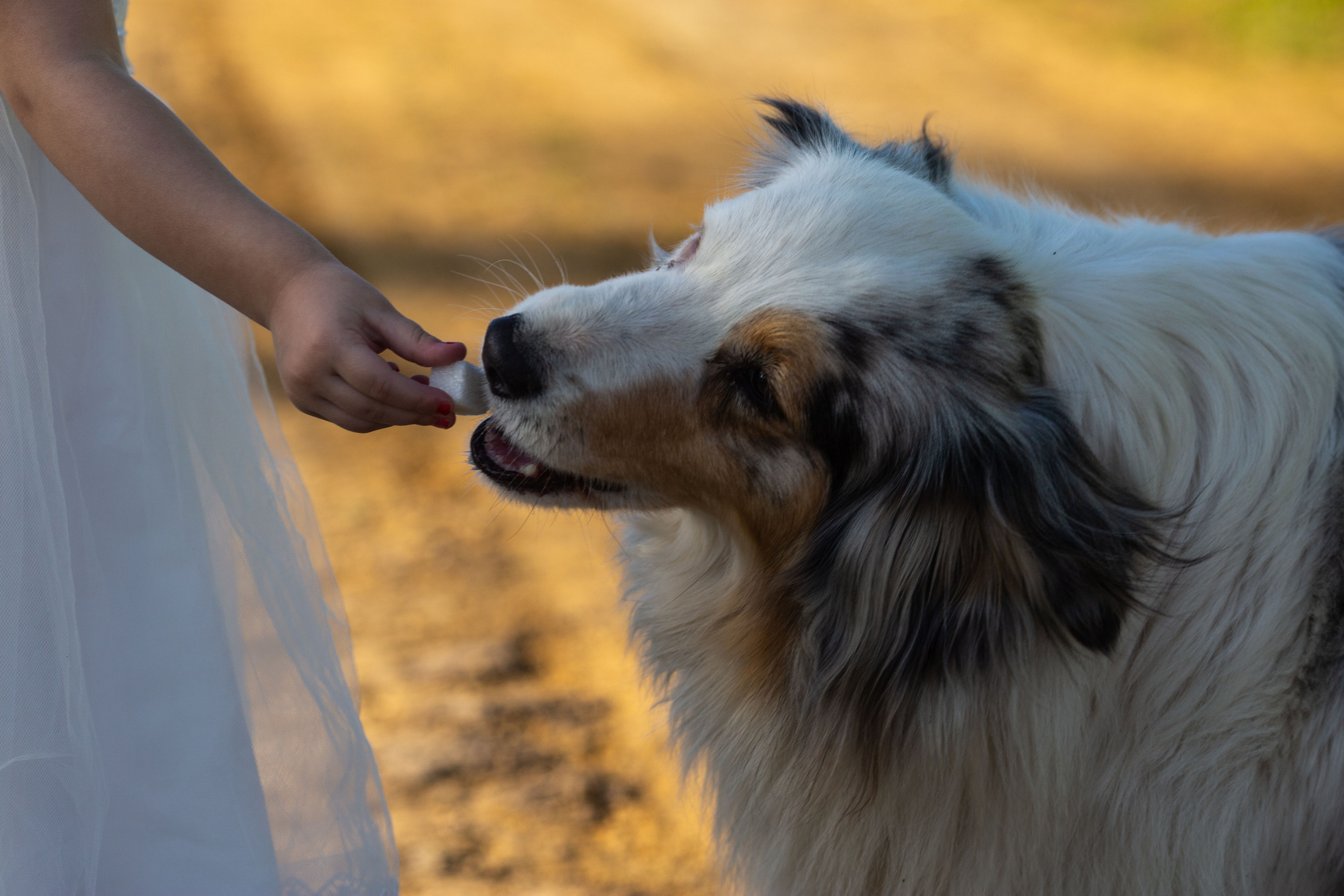 Фотосессия с лошадью ростов. Фотограф Юлия Гросс