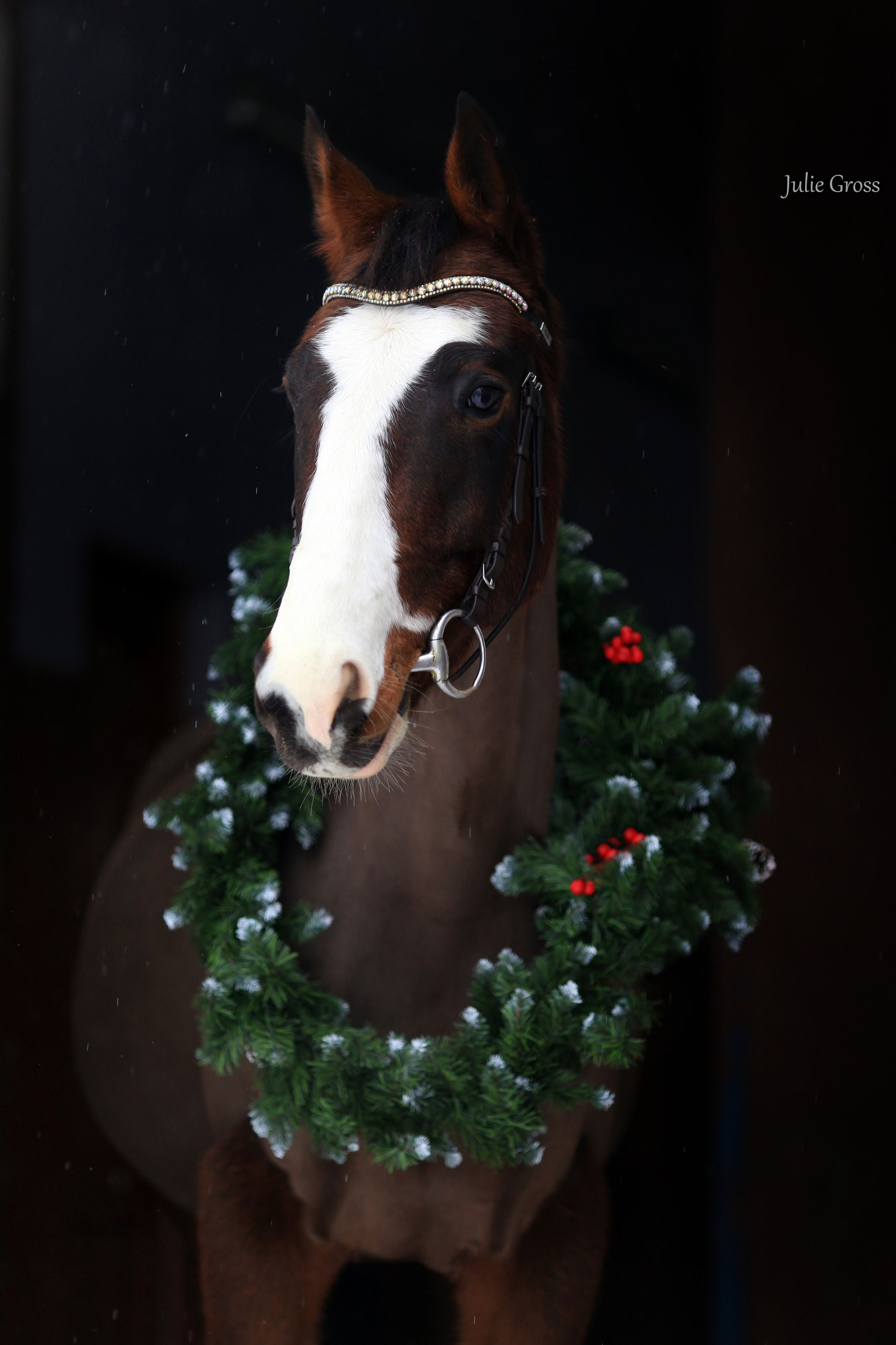 Новогоднее. Фотограф Юлия Гросс