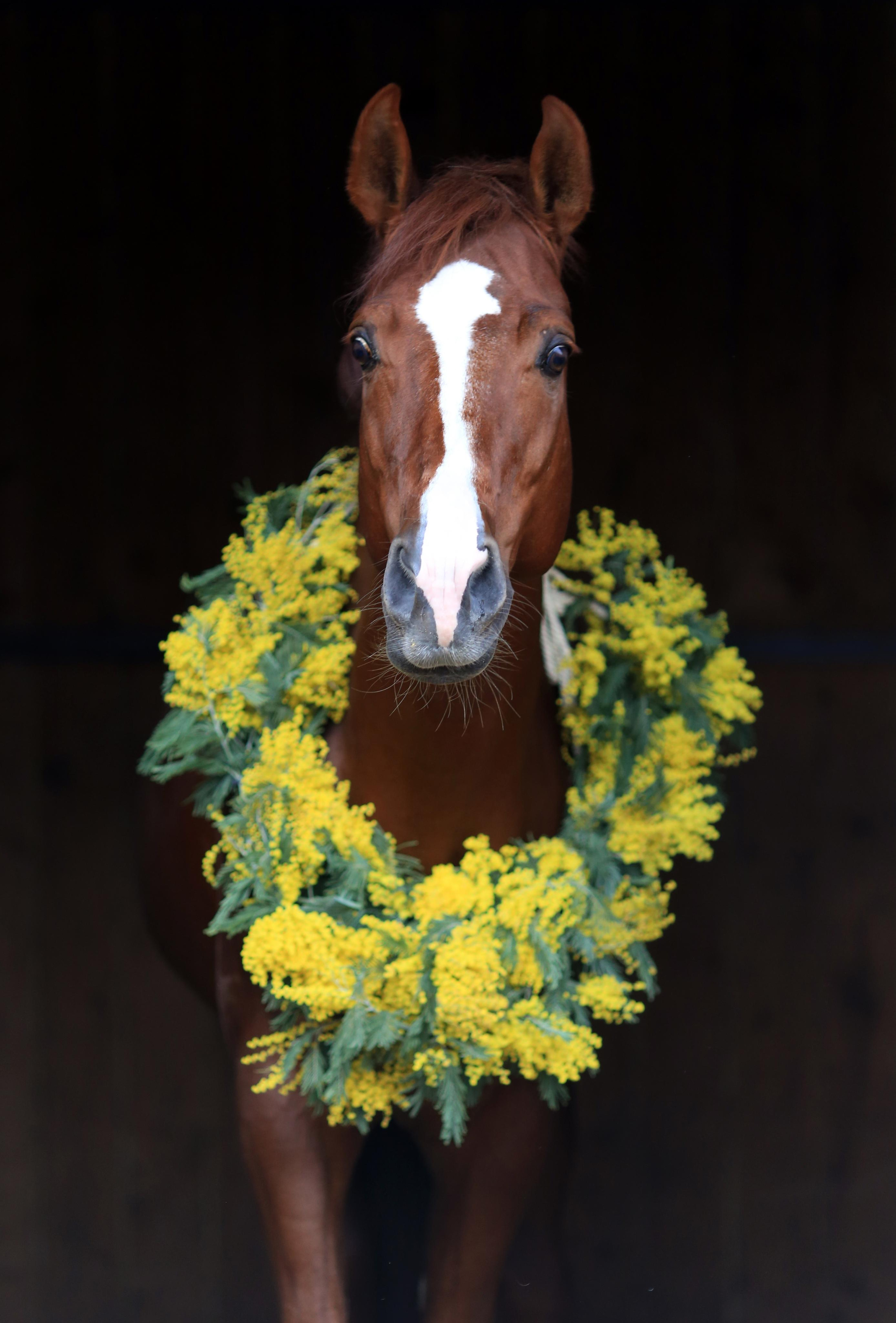 Мимоза. Фотограф Юлия Гросс