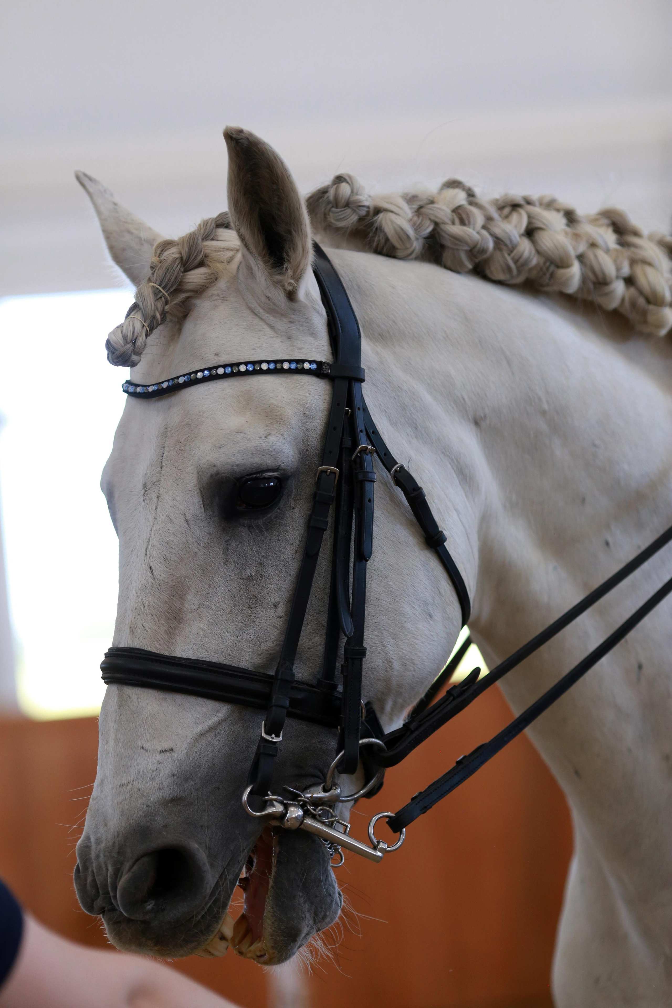 Конноспортивные соревнования. Фотограф Юлия Гросс