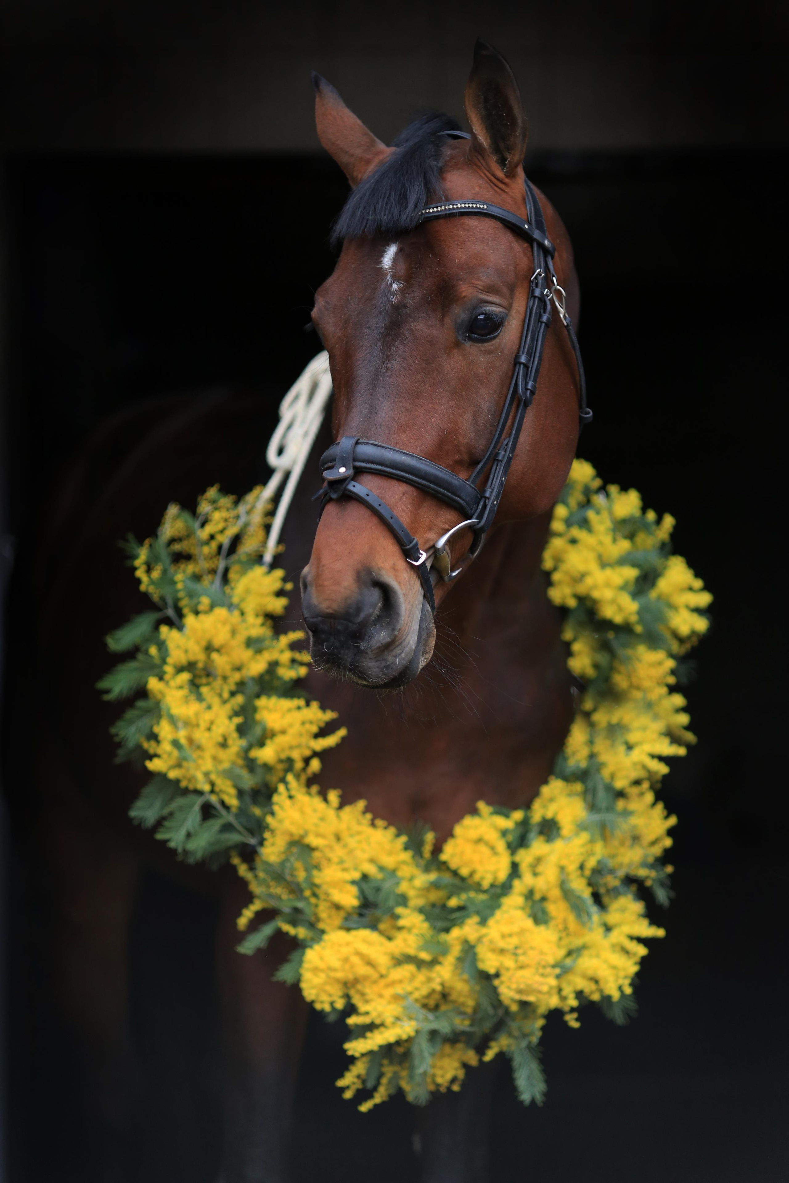 Мимоза. Фотограф Юлия Гросс