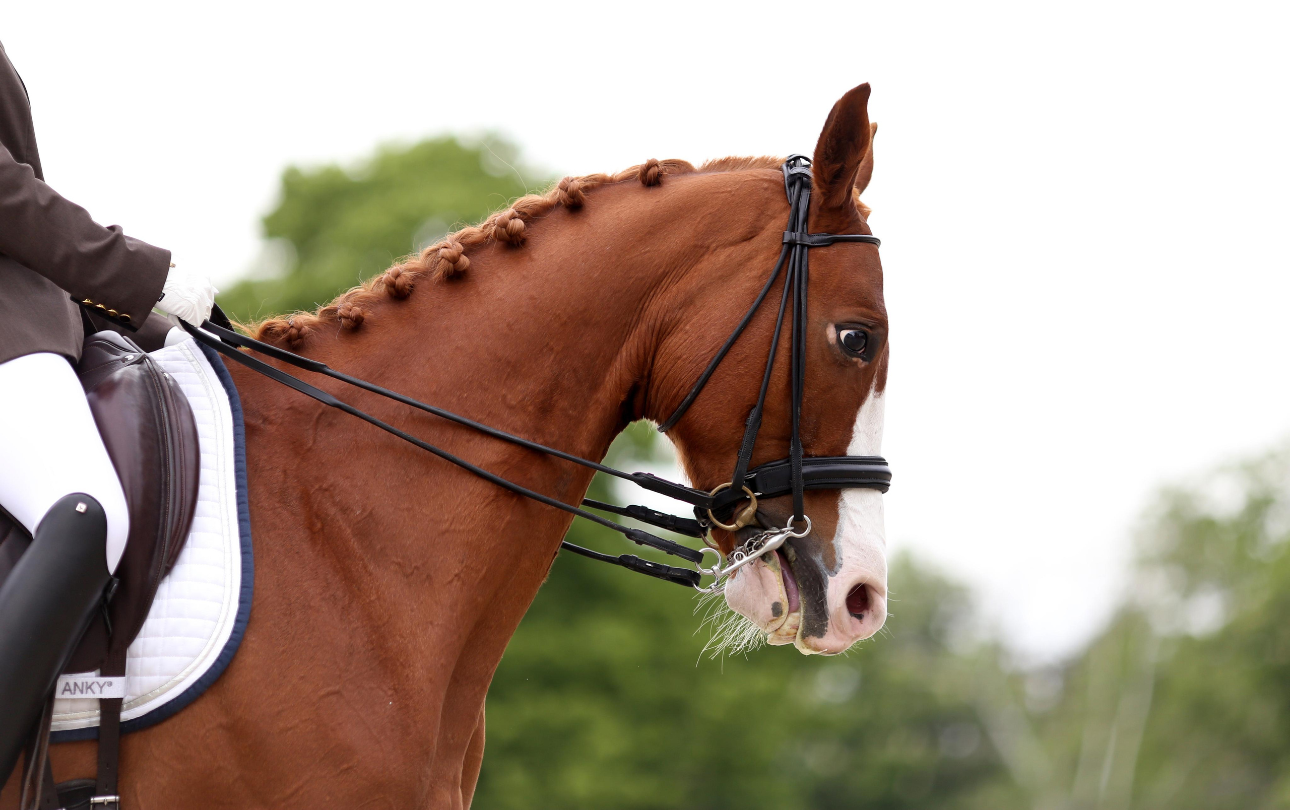 Конноспортивные соревнования. Фотограф Юлия Гросс