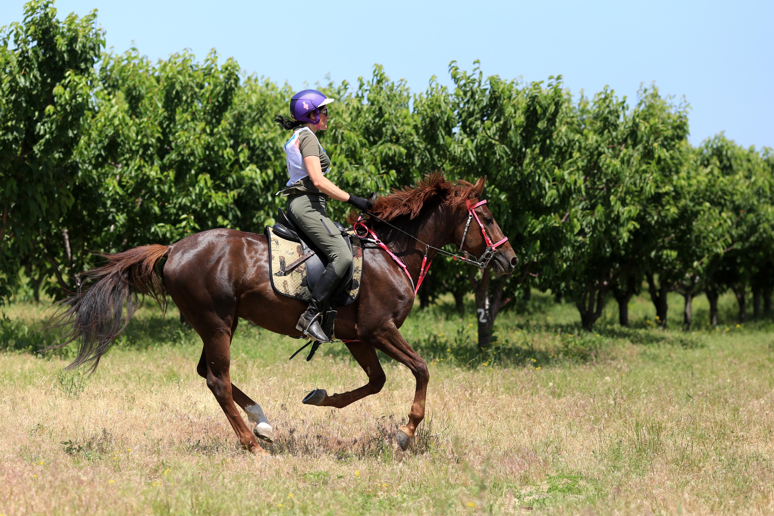 Конноспортивные соревнования. Фотограф Юлия Гросс