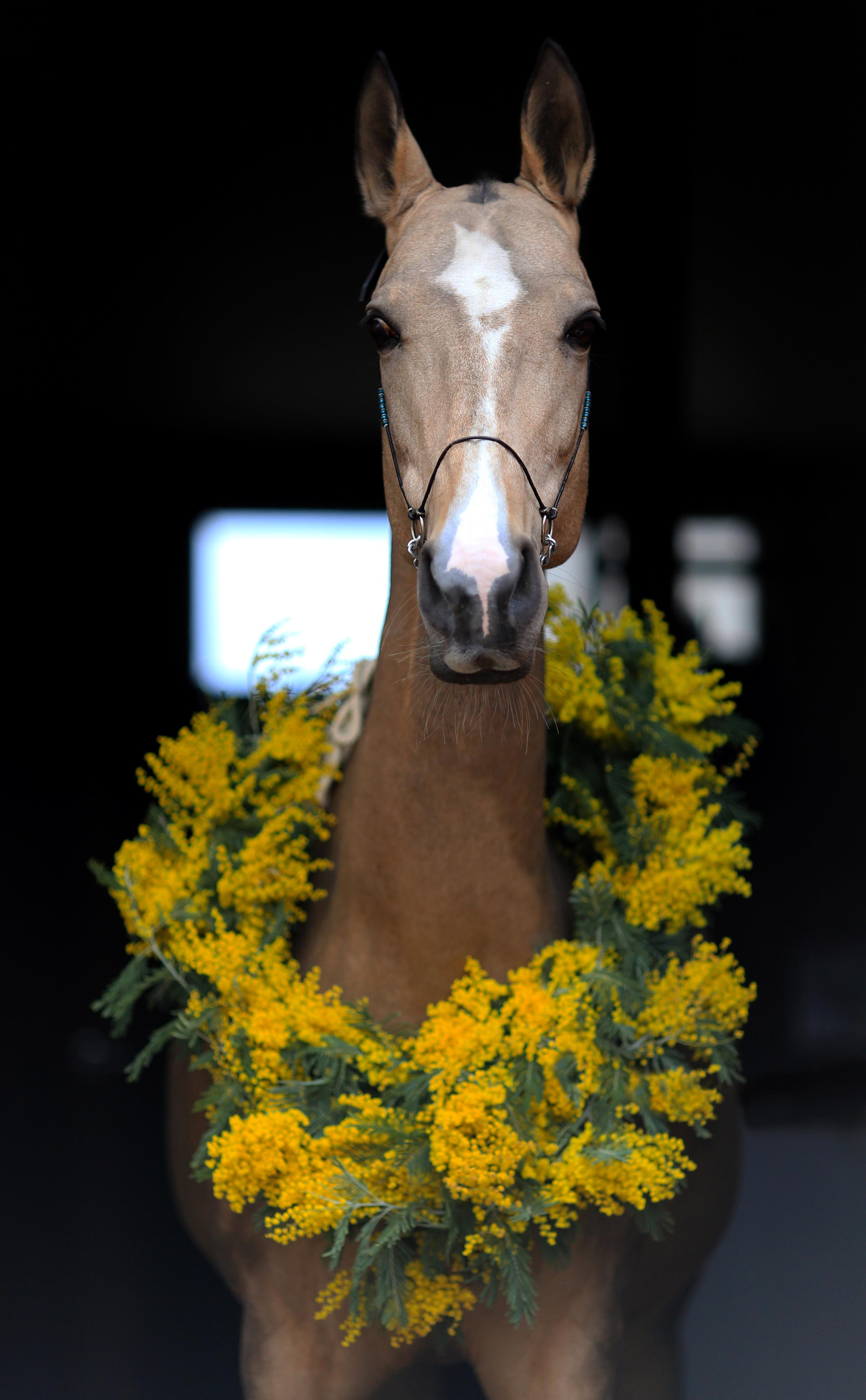 Мимоза. Фотограф Юлия Гросс