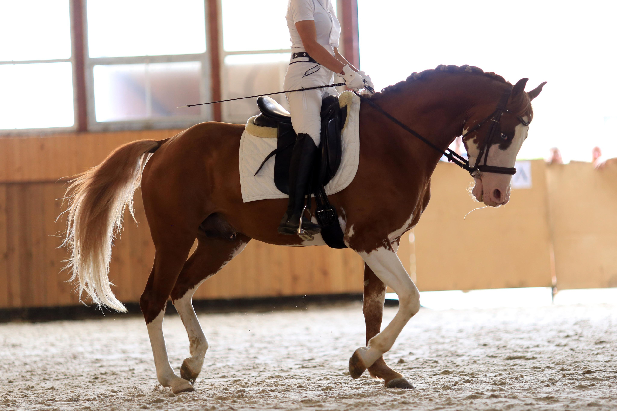 Конноспортивные соревнования. Фотограф Юлия Гросс