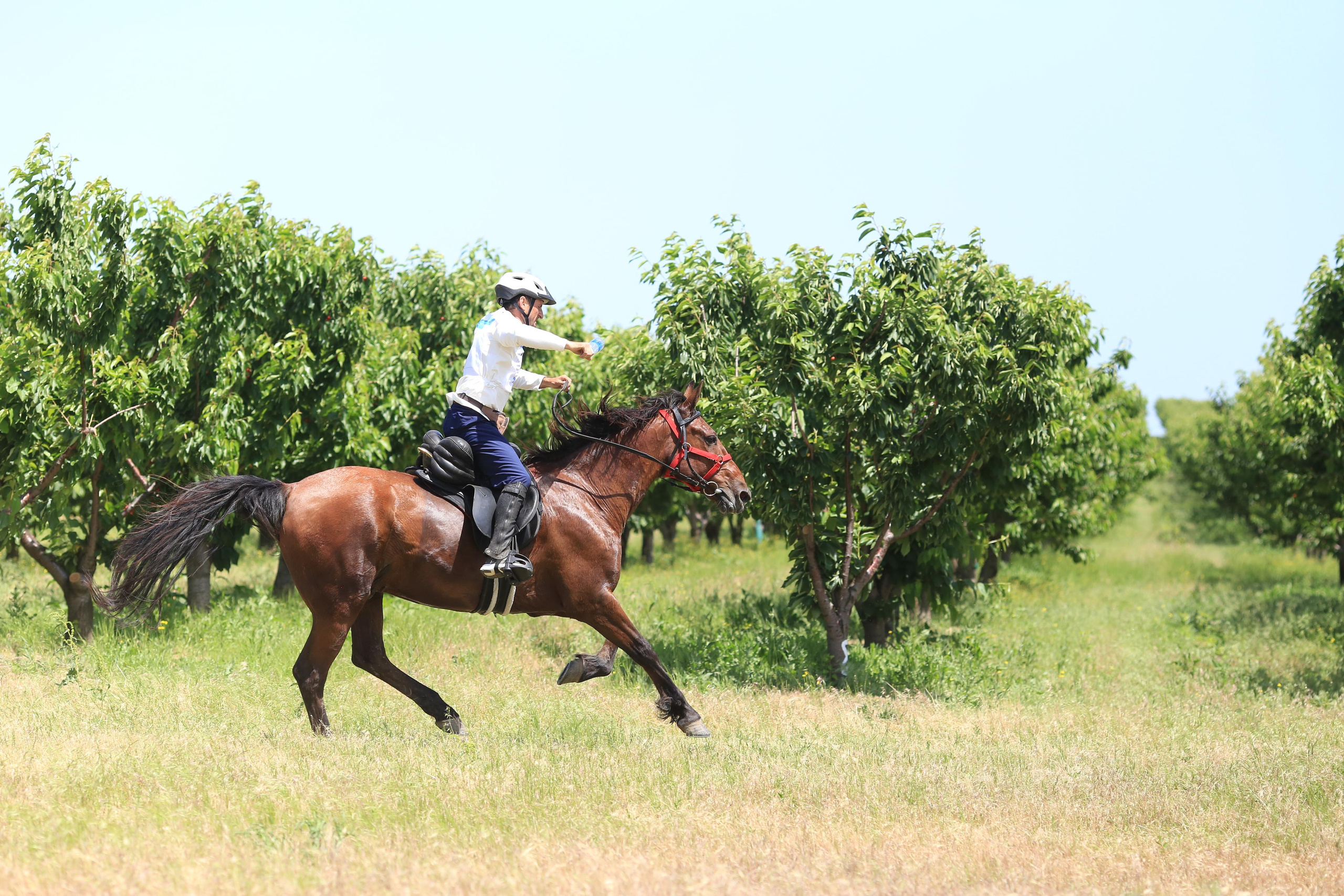 Конноспортивные соревнования. Фотограф Юлия Гросс