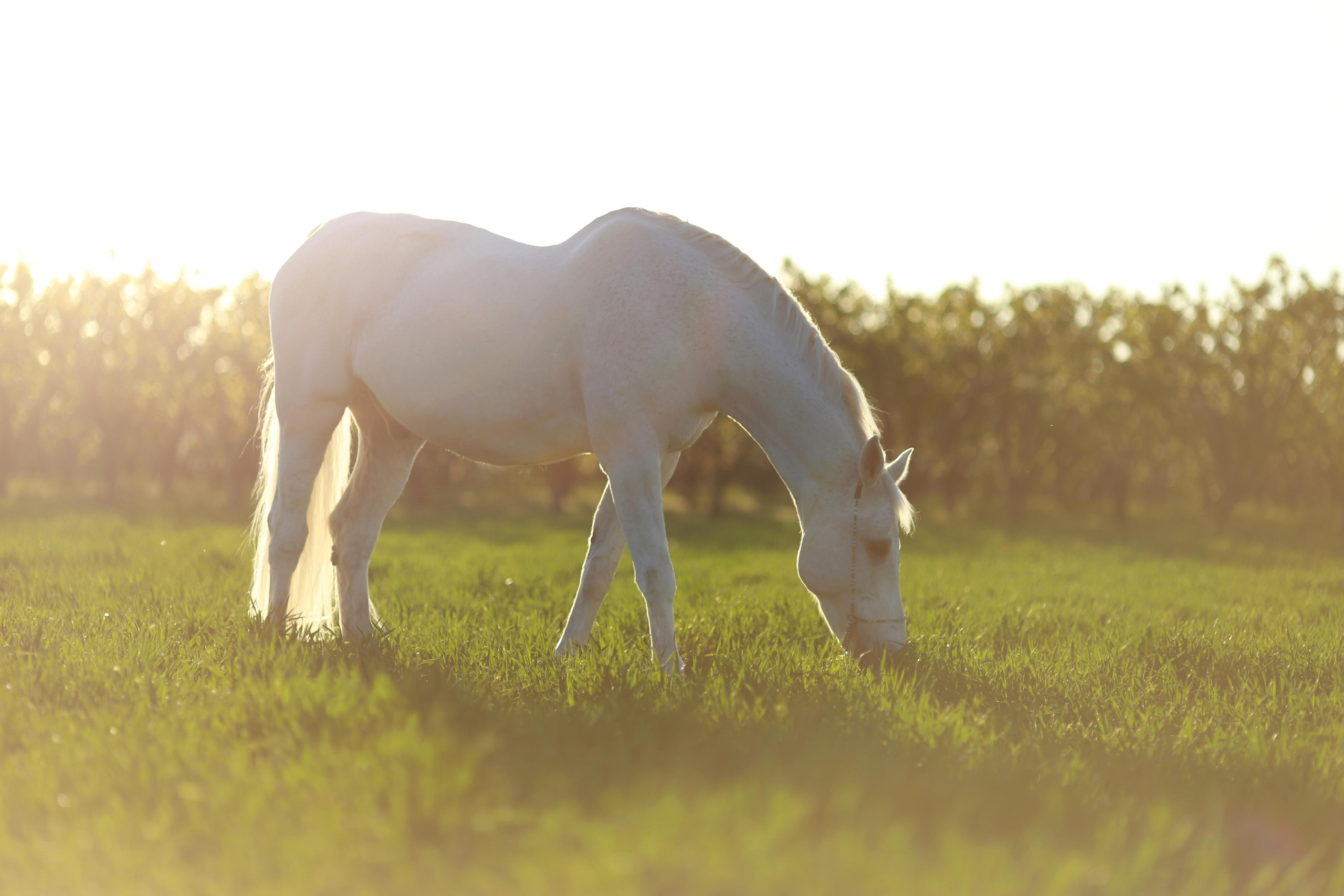 Отзывы. Фотограф Юлия Гросс