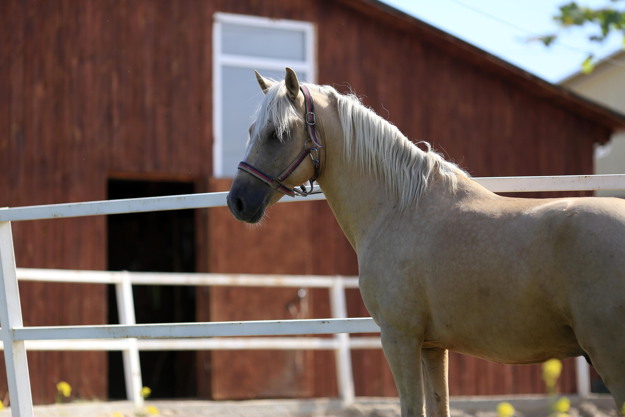 Конноспортивные соревнования. Фотограф Юлия Гросс