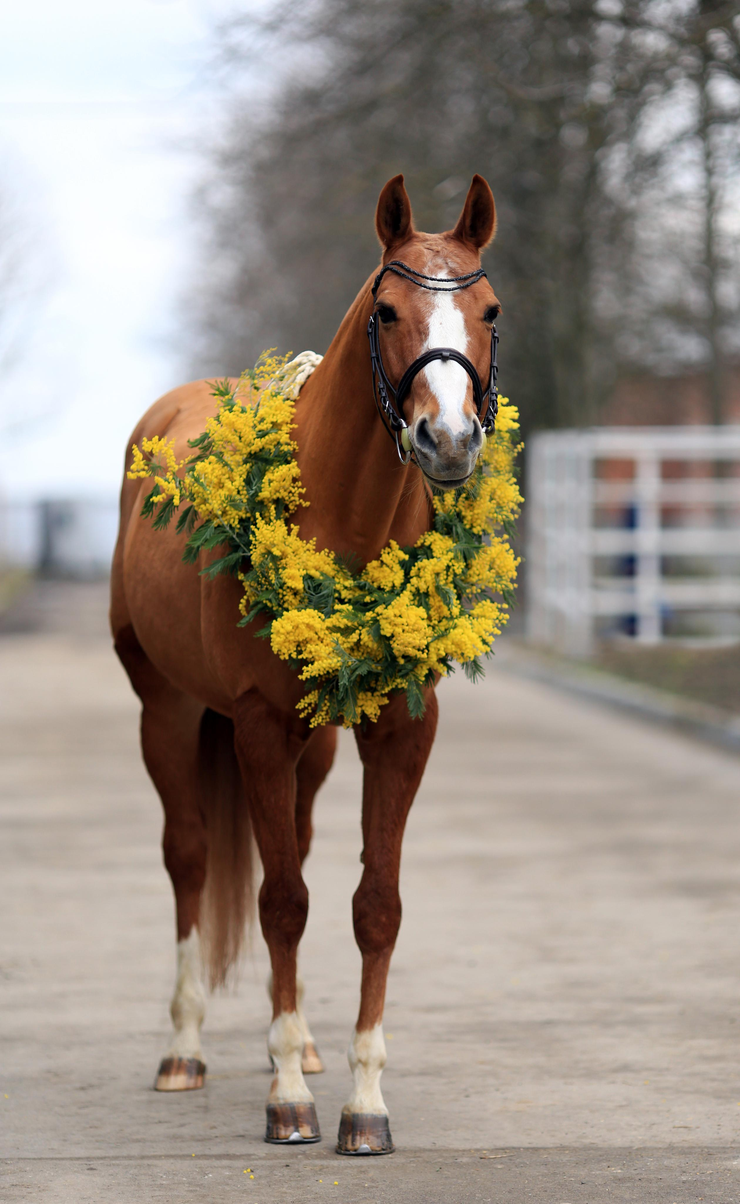 Мимоза. Фотограф Юлия Гросс