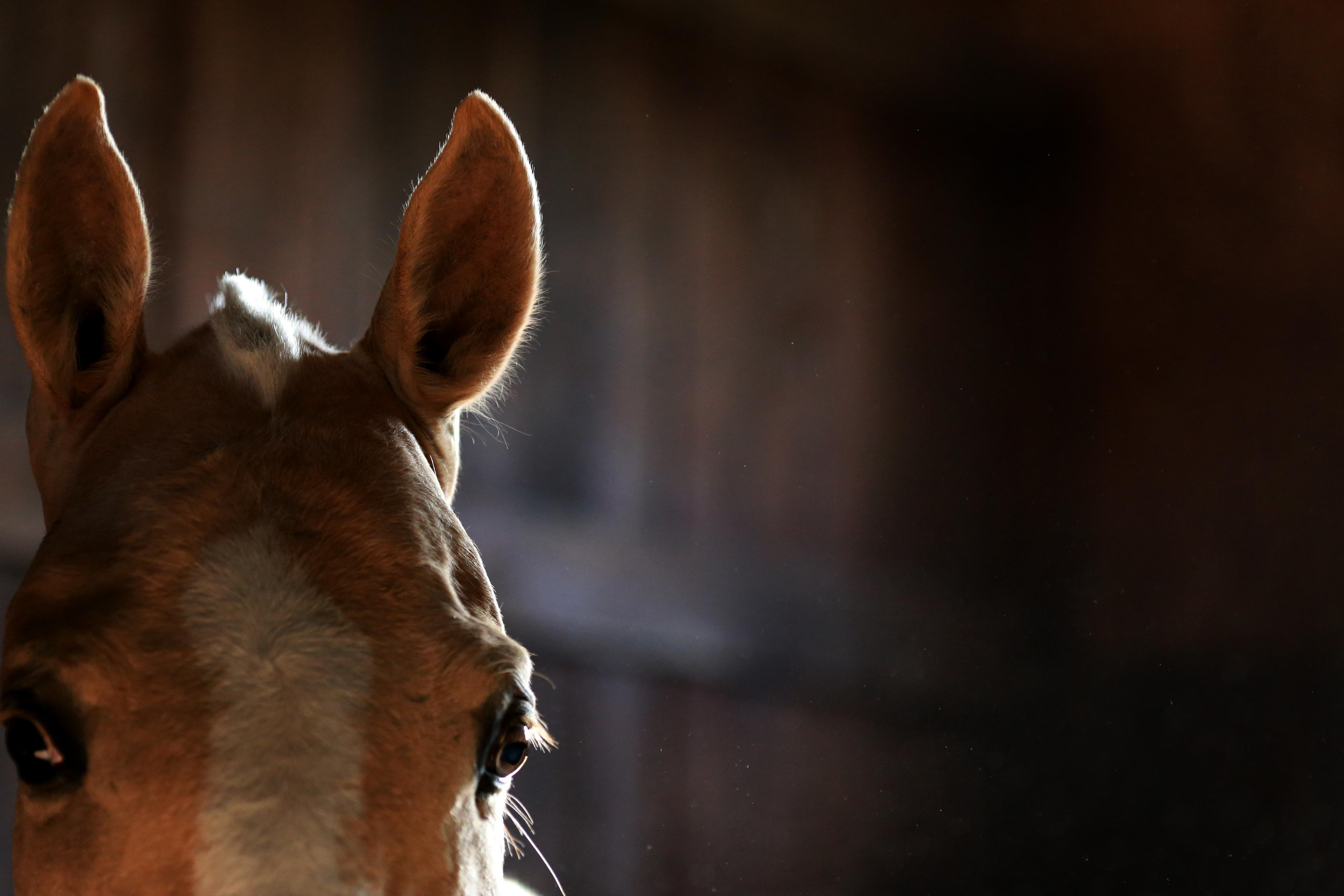 Тематические фотосессии. Фотограф Юлия Гросс