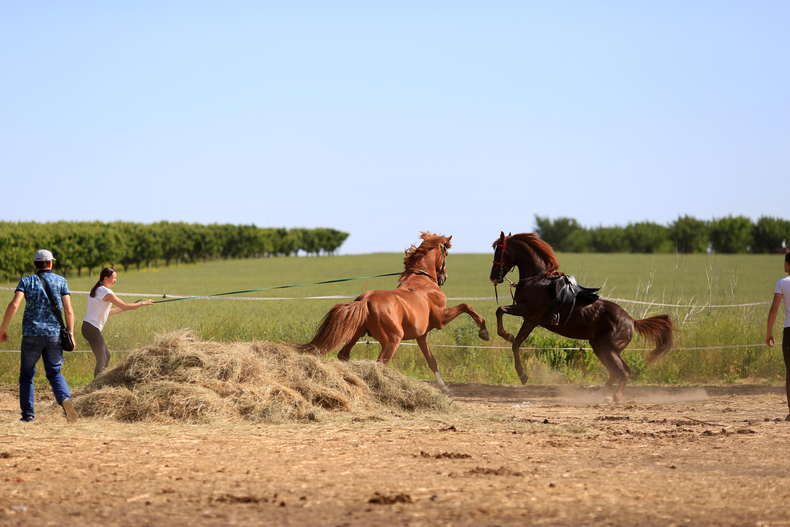 Конноспортивные соревнования. Фотограф Юлия Гросс