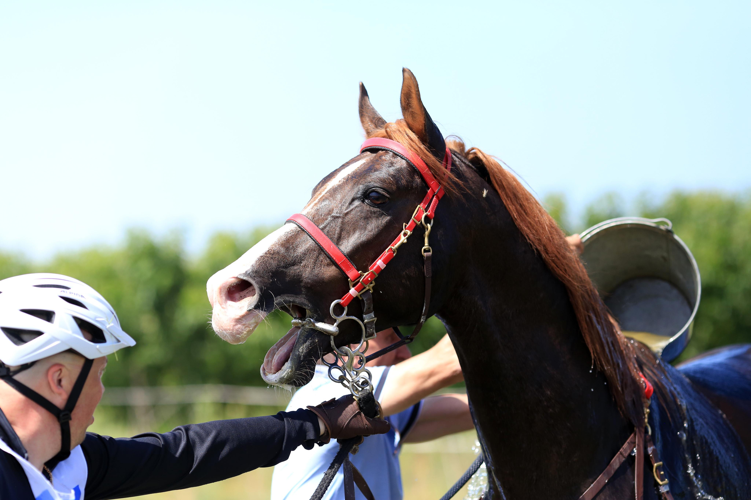 Конноспортивные соревнования. Фотограф Юлия Гросс
