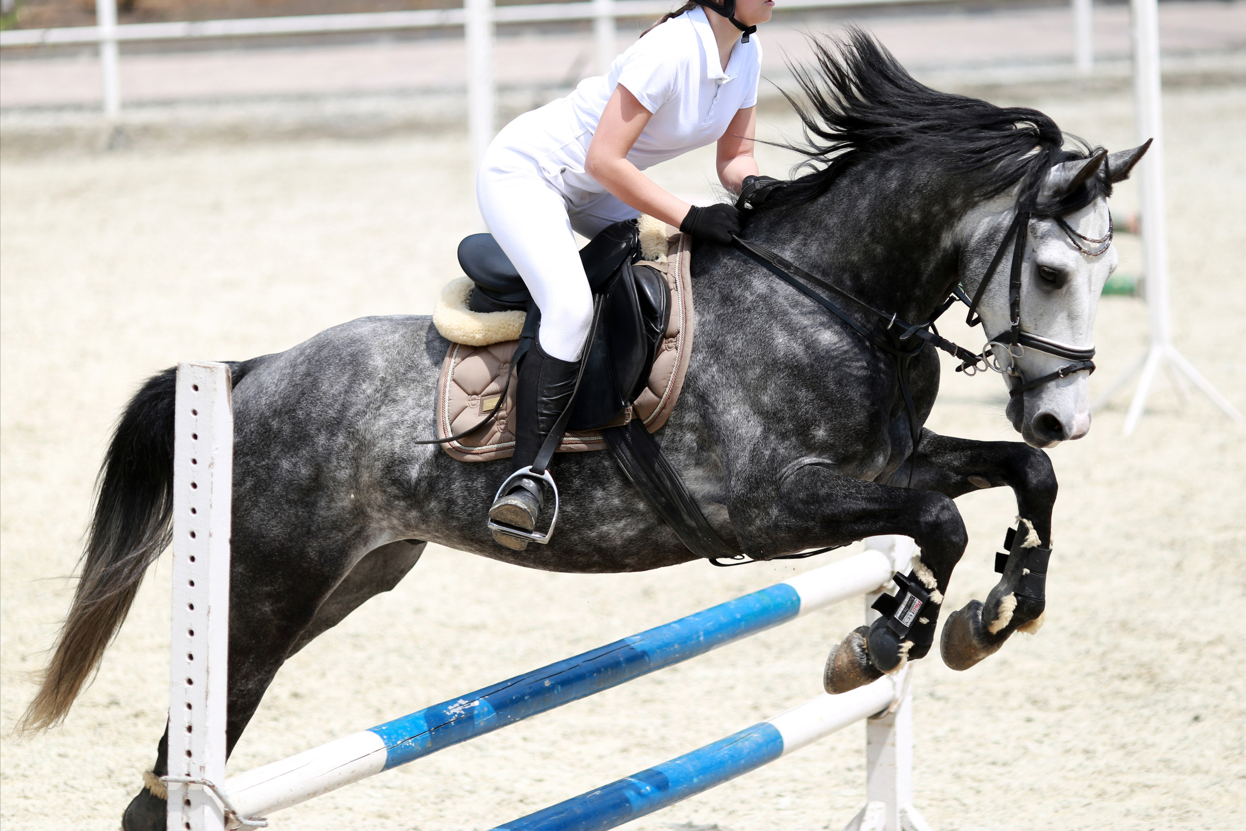 Конноспортивные соревнования. Фотограф Юлия Гросс