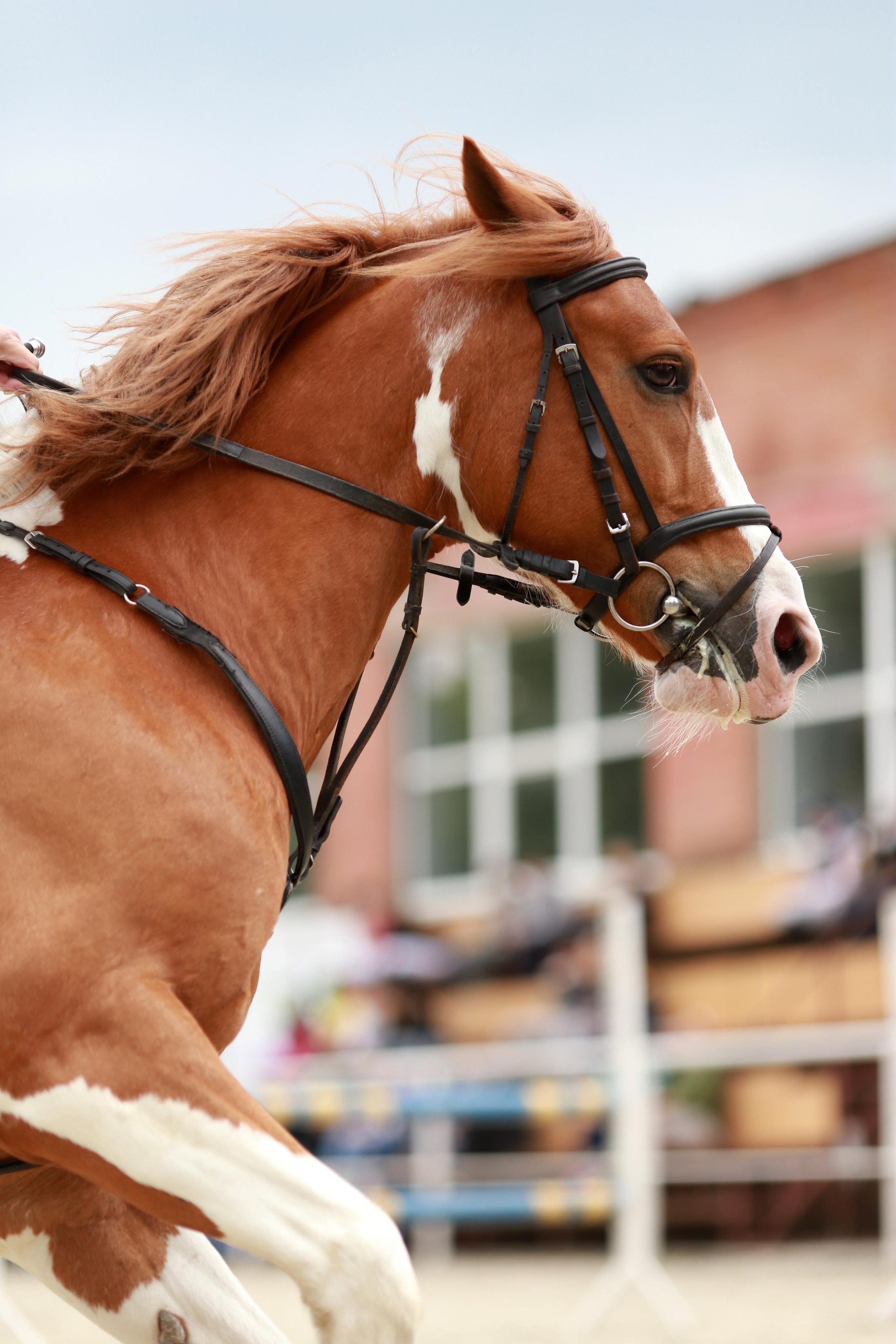Конноспортивные соревнования. Фотограф Юлия Гросс