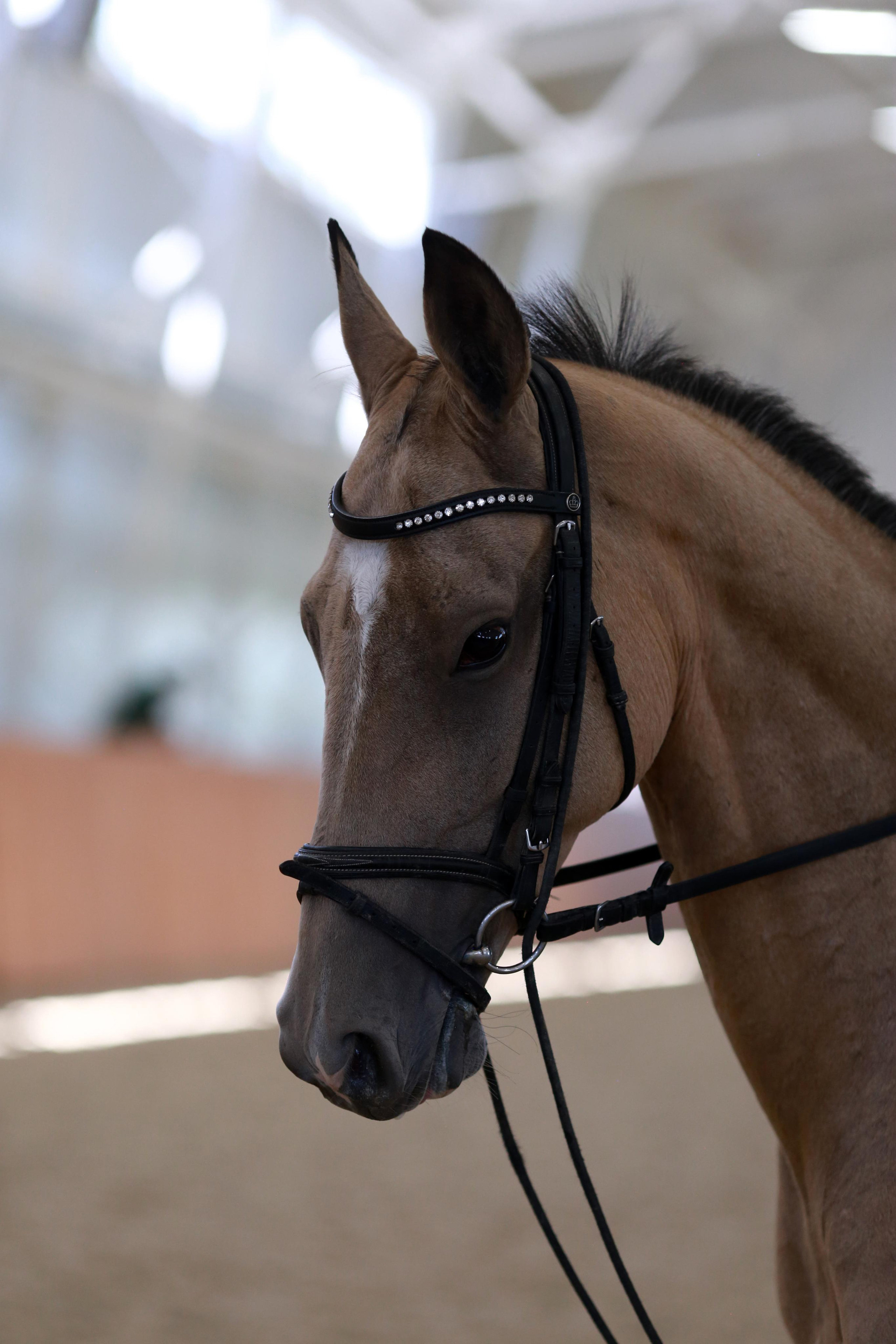 Конноспортивные соревнования. Фотограф Юлия Гросс