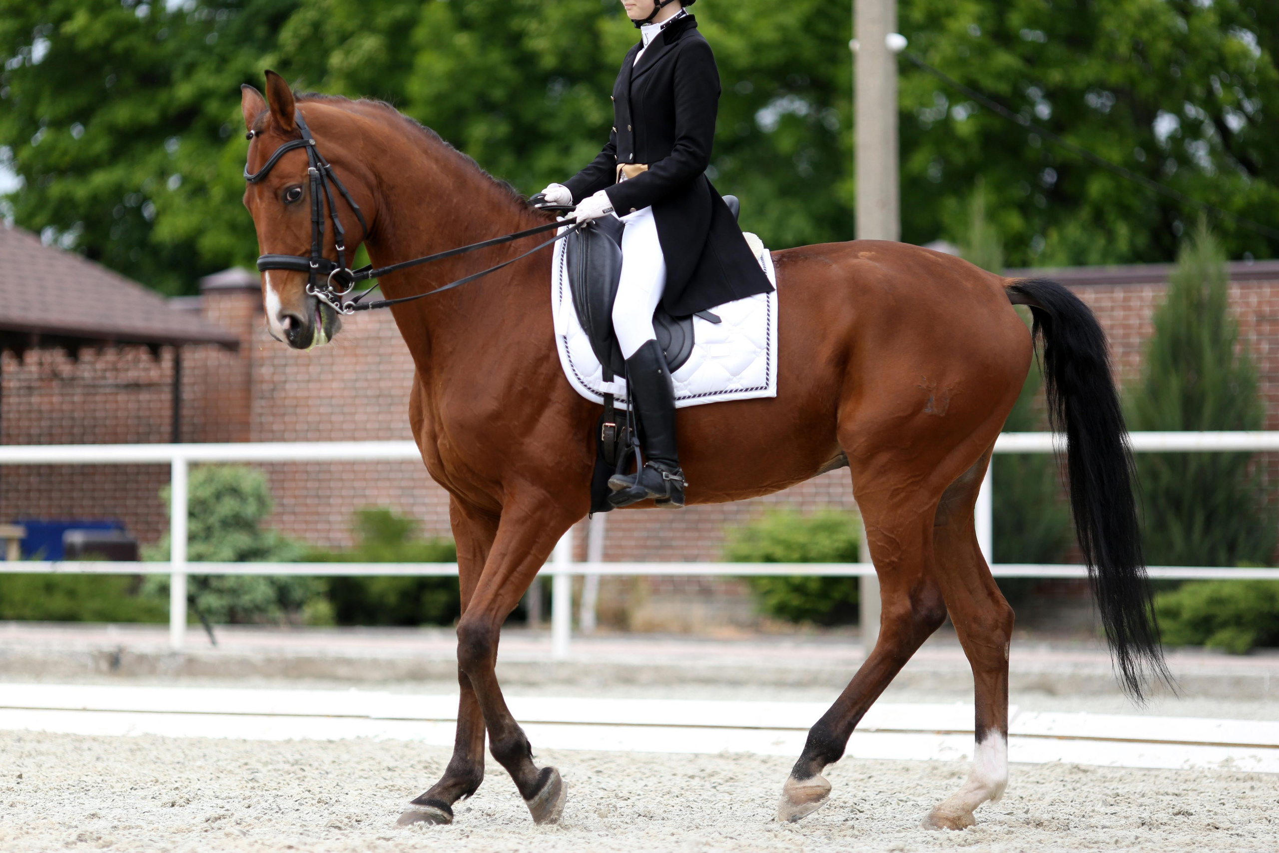 Конноспортивные соревнования. Фотограф Юлия Гросс